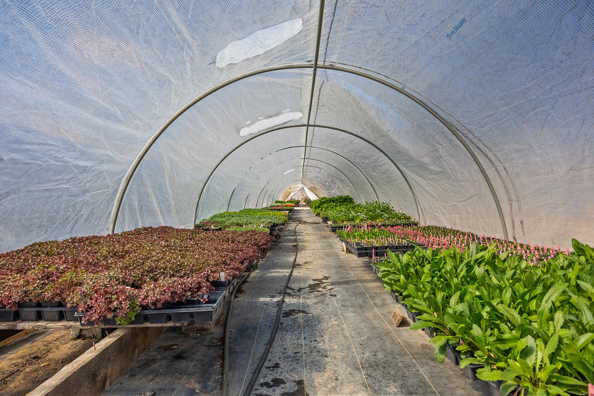 Inside a plastic-covered tunnel greenhouse with metal arches and a central path, flanked by rows of potted leafy plants on benches.