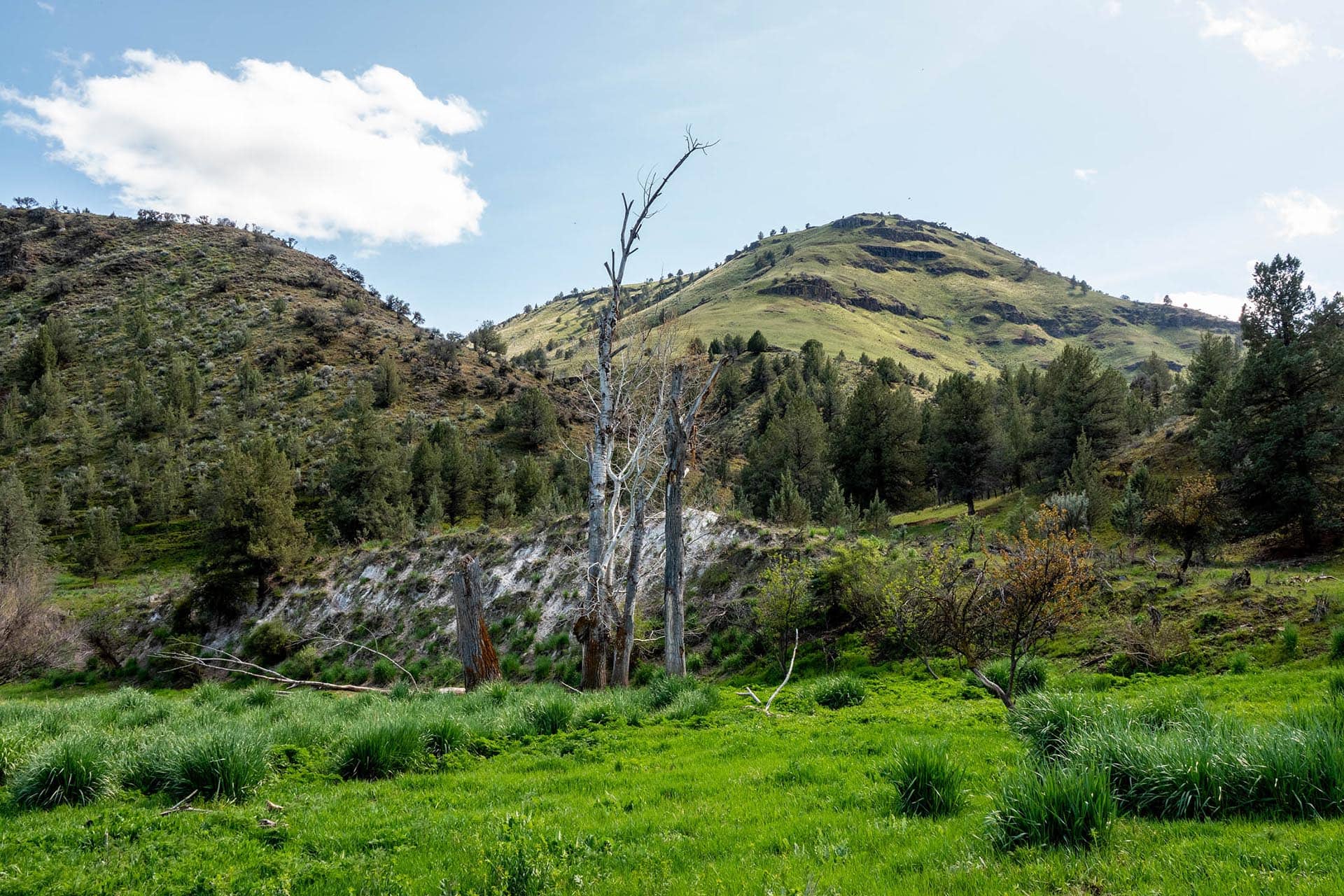 Hilly landscape with a leafless central tree, green meadow in the foreground, and forested slopes under a blue sky.