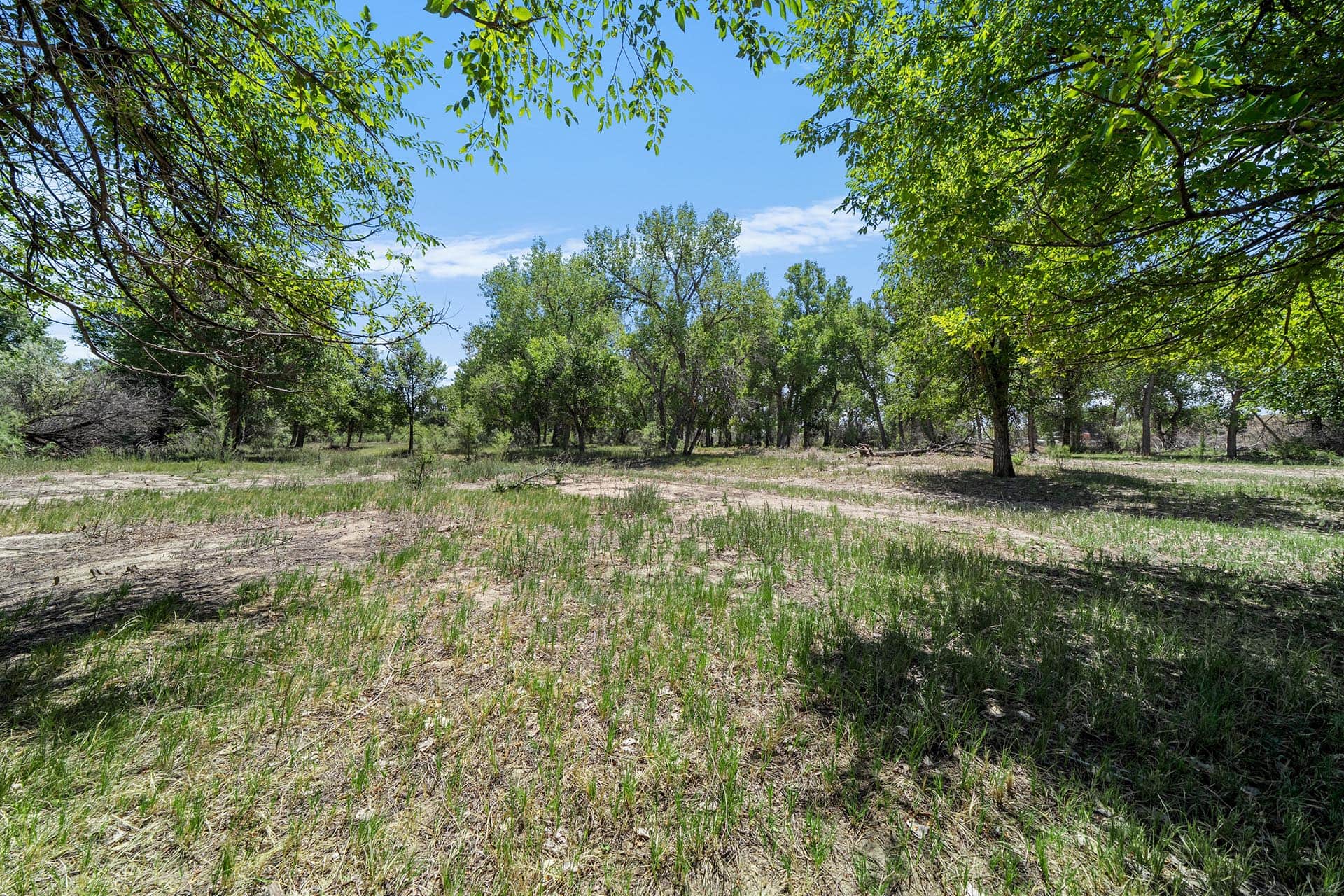 Open grassy clearing in a sunny woodland with scattered trees and a dirt path visible in the foreground.