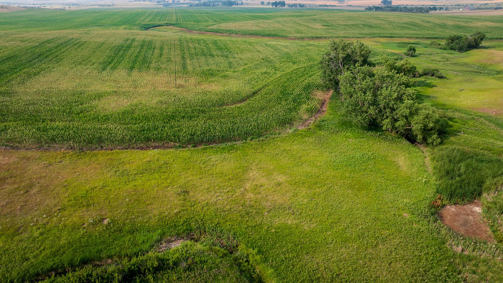 Aerial view of green farmland with rolling fields, winding dirt paths, and a cluster of trees on the right.