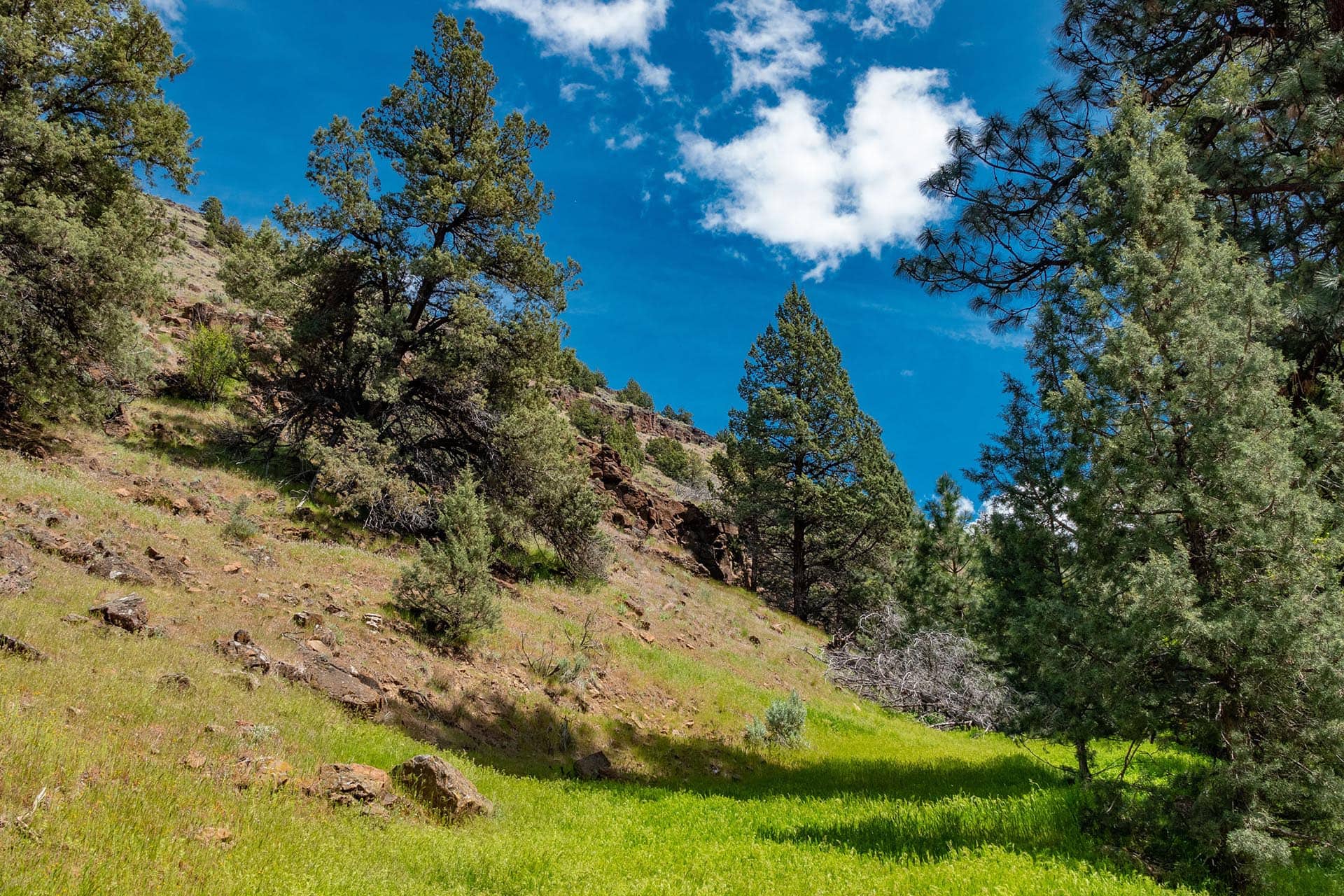 Sunlit hillside meadow with scattered rocks and pine trees under a bright blue sky with few clouds?