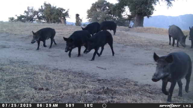 huntin ranch with wild boars for sale california gorman post ranch