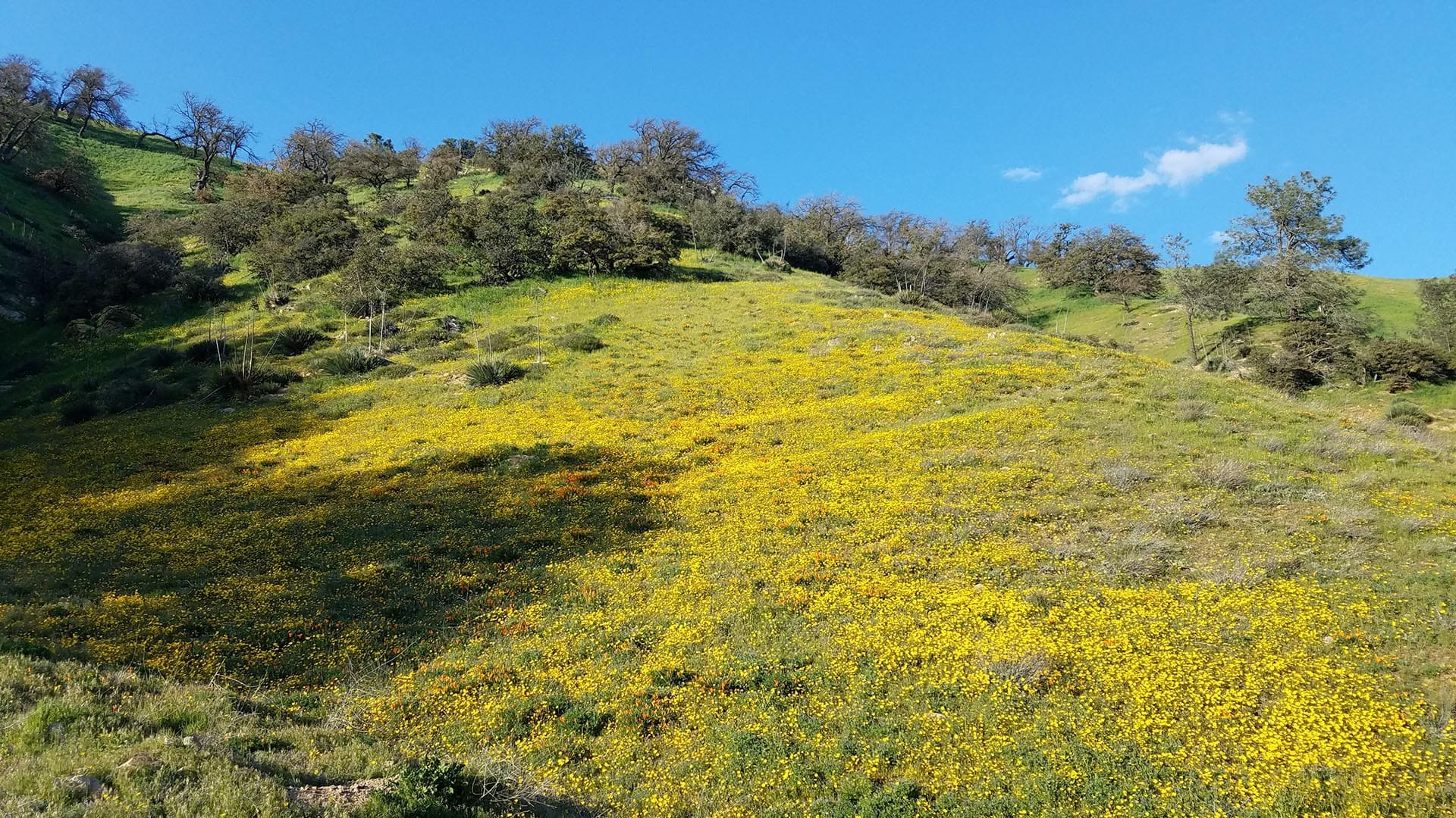 hunting and cattle grazing ranch for sale california gorman post ranch