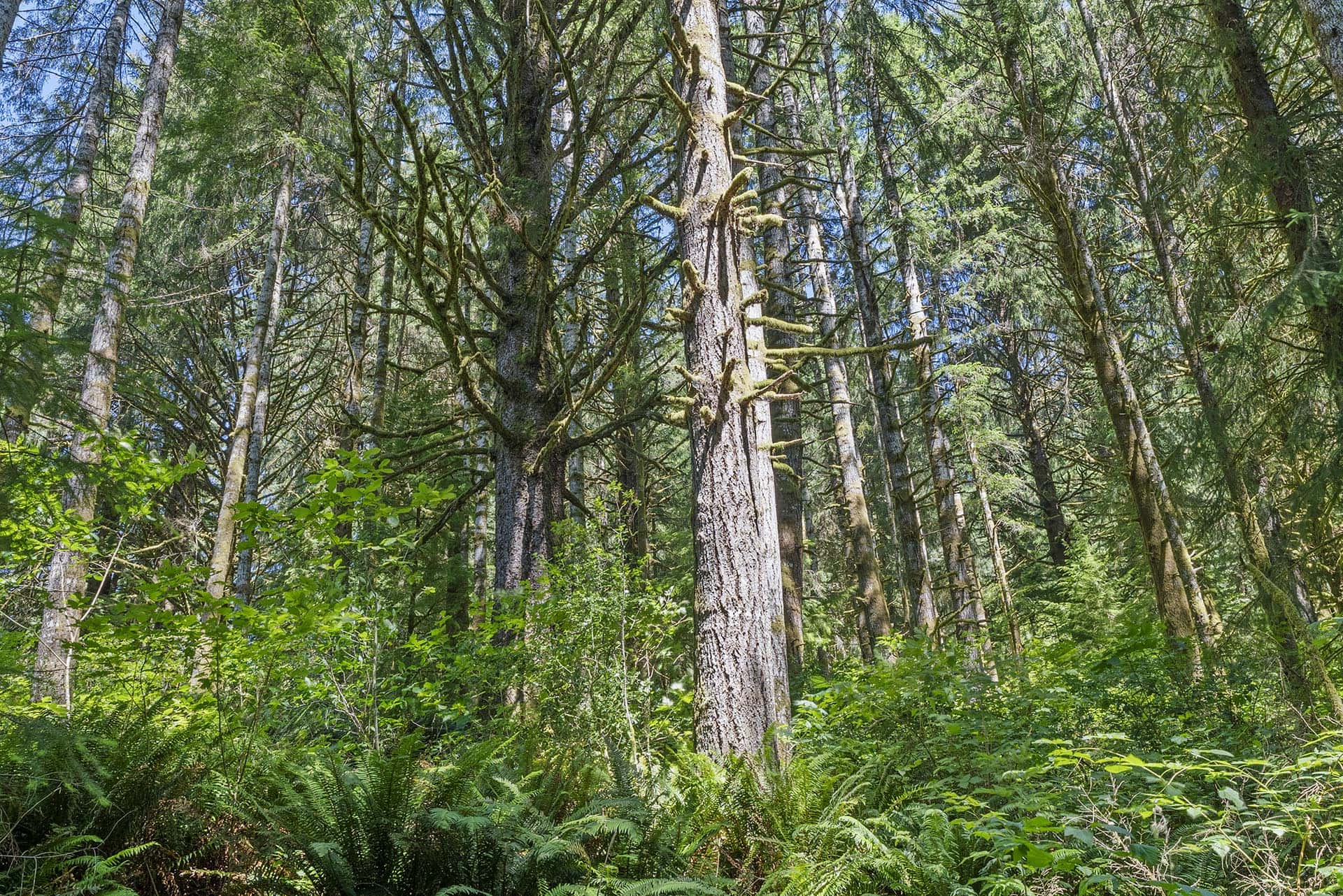 hunting camp with power and rv hookup washington tall timber on willapa ridge