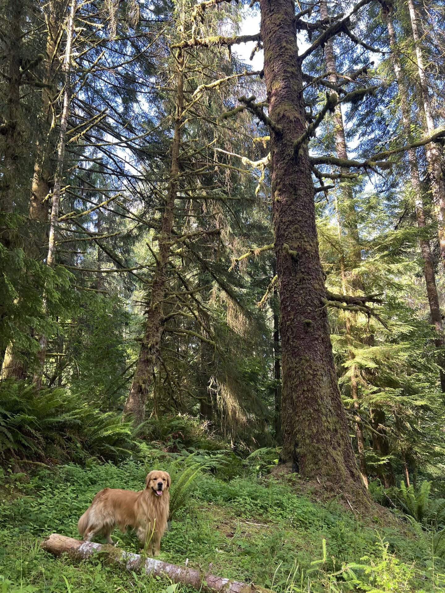 hunting dog washington tall timber on willapa ridge