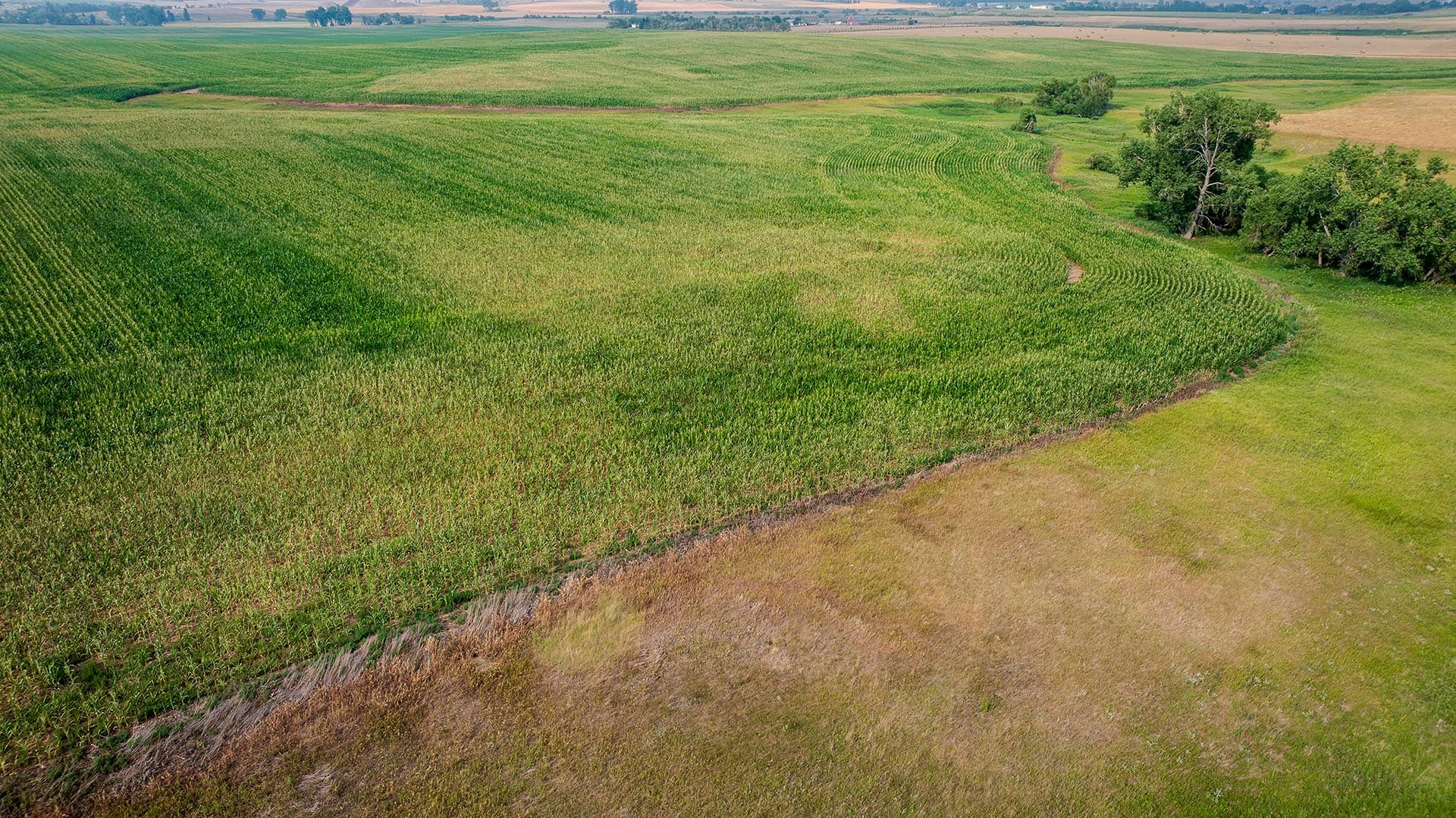 Aerial view of green crop fields with a winding dirt path and clusters of trees along the edge.