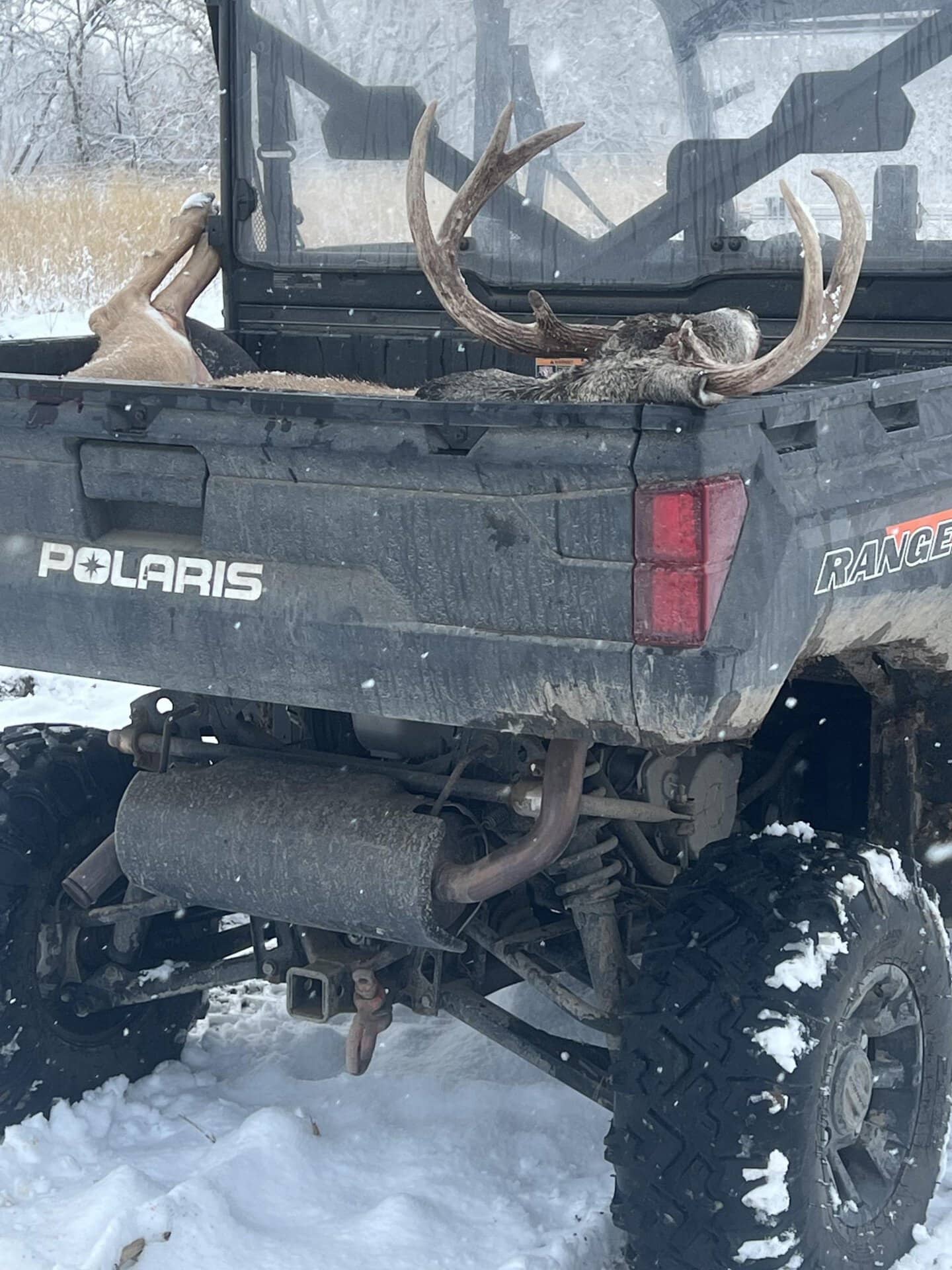 Deer head with large antlers lying in the bed of a black Polaris Ranger utility vehicle in a snowy, wooded area.