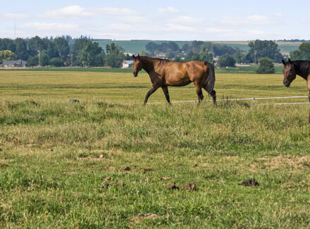 idaho ranches for sale equestrian estate lot