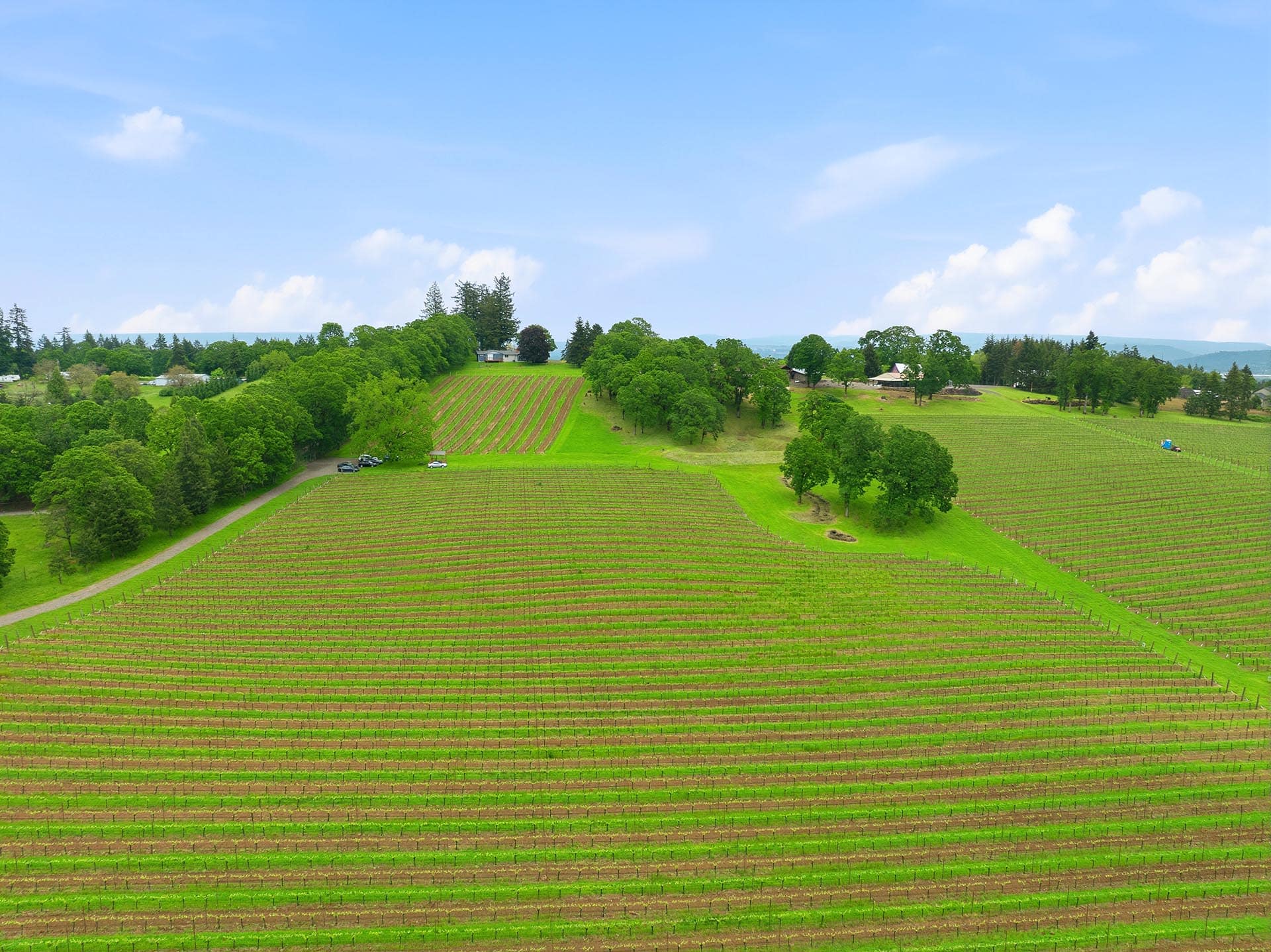 Aerial view of green vineyard rows on rolling hills under a bright blue sky with scattered white clouds.