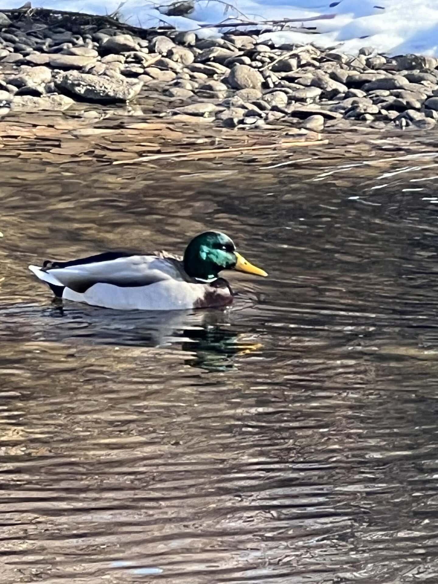 Male mallard duck with green head and yellow bill swimming in calm water near a rocky shoreline.