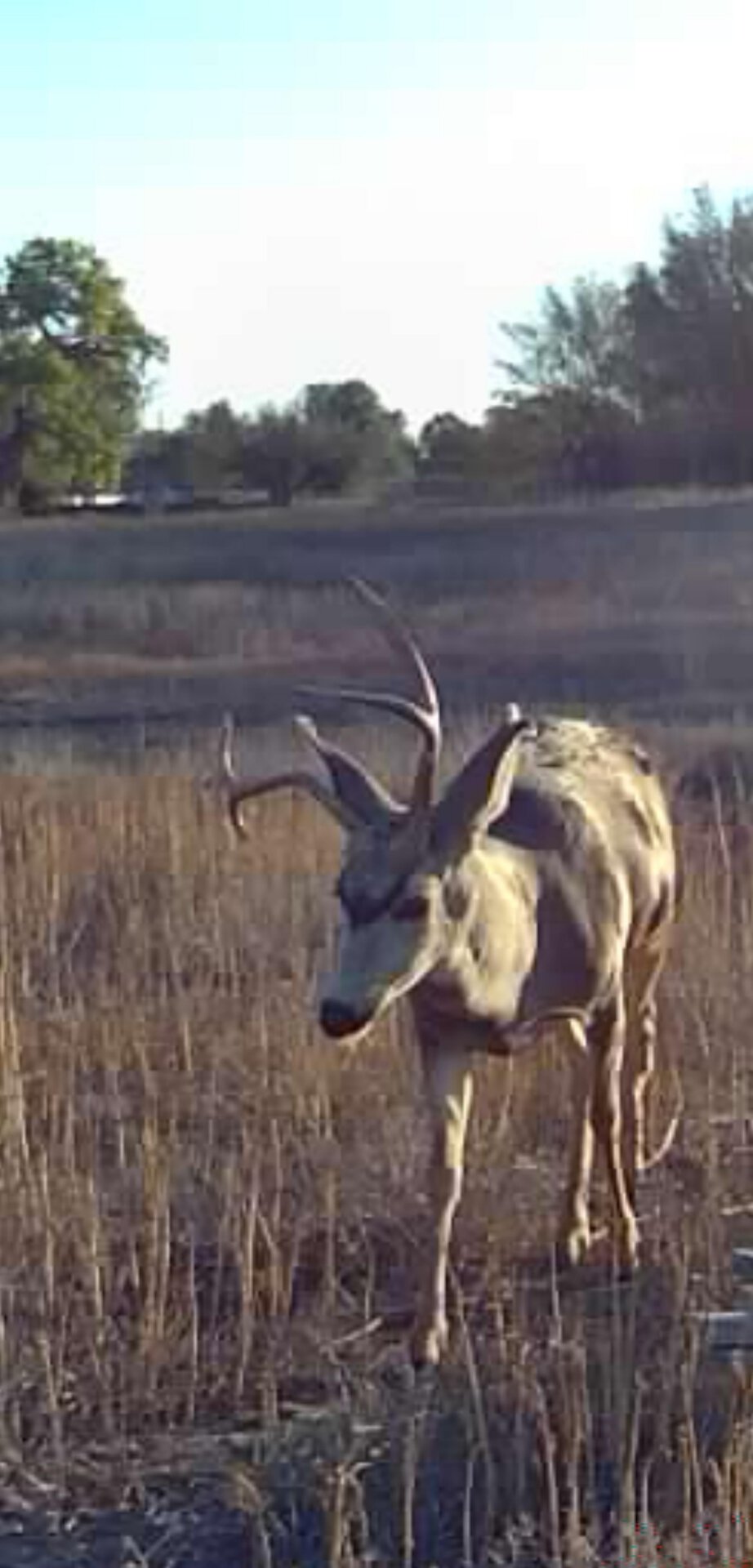 Pronghorn antelope standing in tall dry grass with trees in the distance.