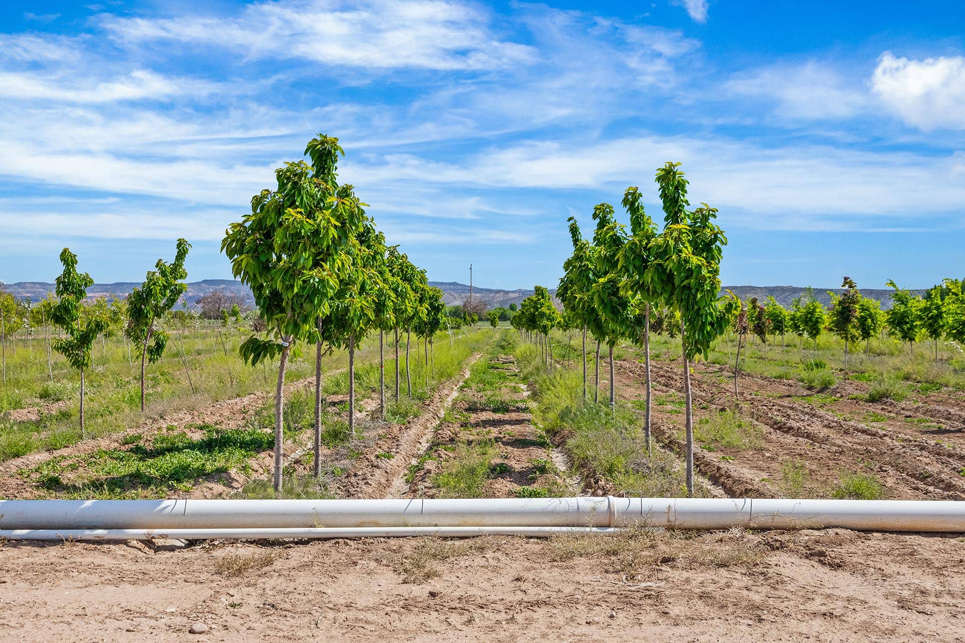Row of young trees planted in neat rows on a dry field, with a white irrigation pipe in the foreground and a bright blue sky above.