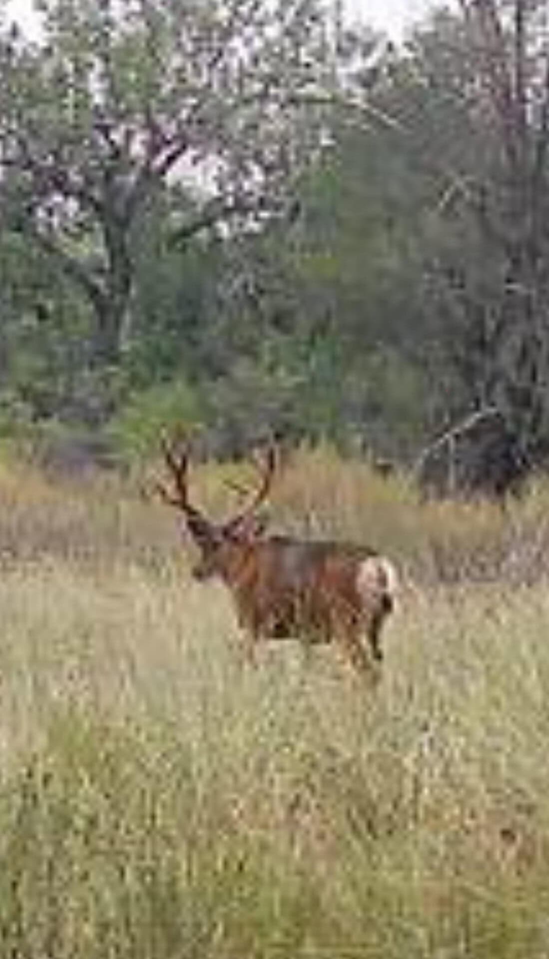 A deer with large antlers standing in a grassy field with trees in the background