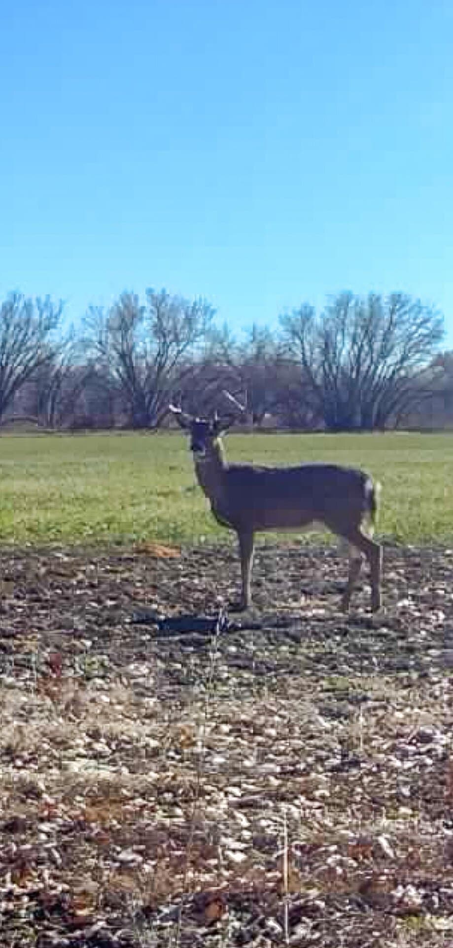 Deer standing in a grassy field with leaf-covered ground and leafless trees in the distance under a clear blue sky.