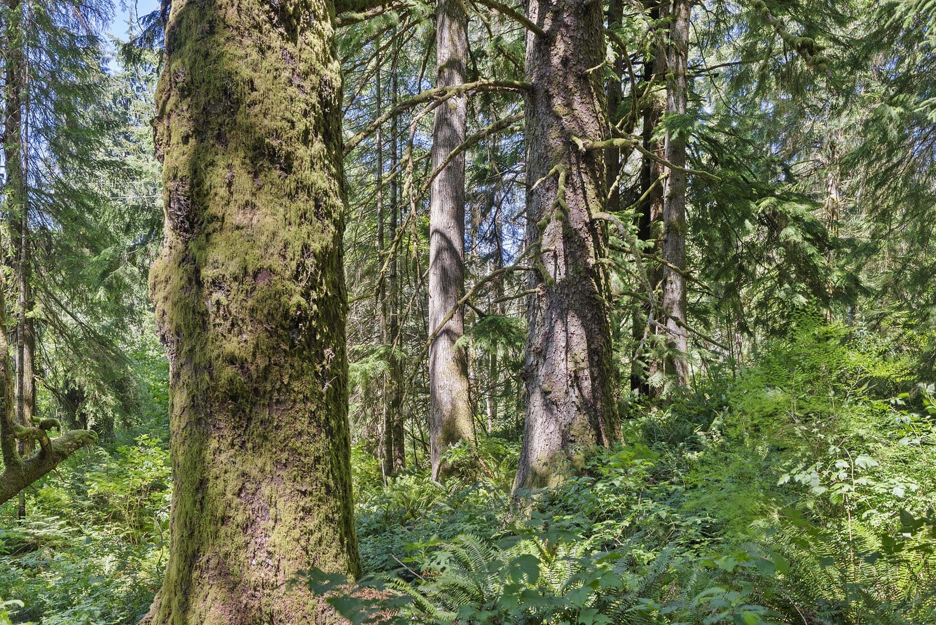 land for sale willapa river washington tall timber on willapa ridge