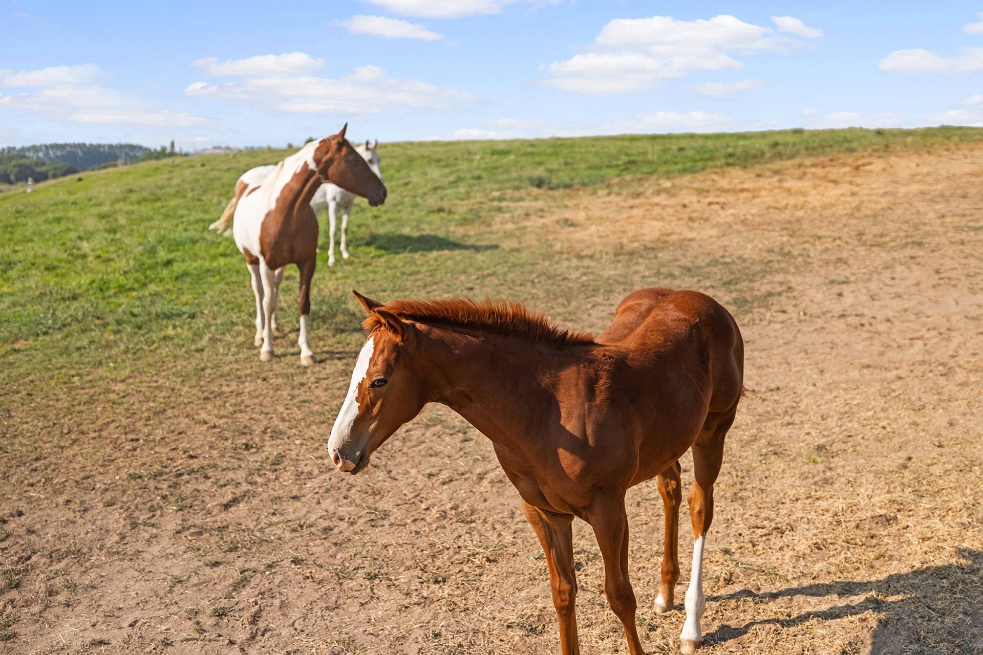 land near caldwell for sale idaho equestrian estate lot