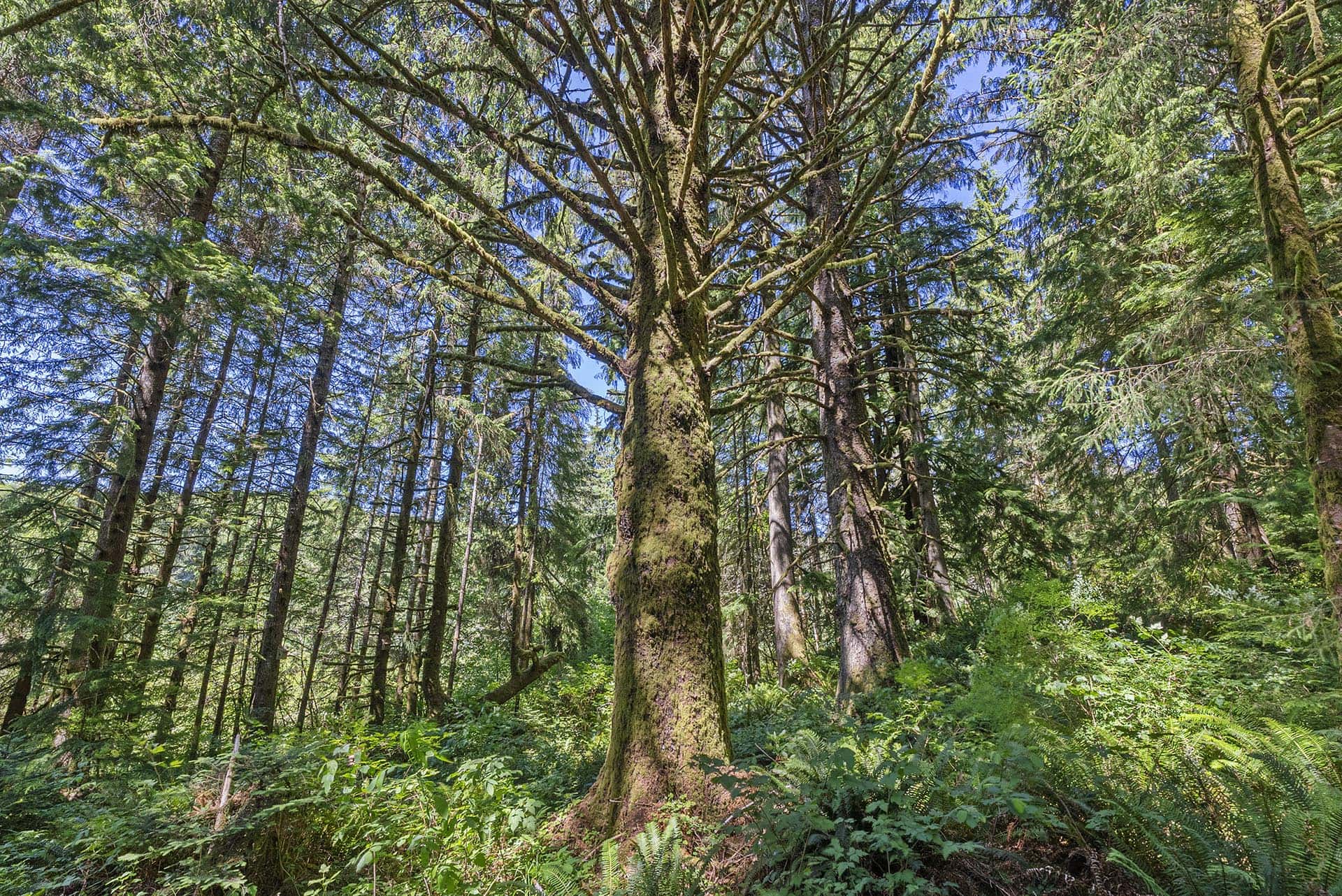 land with rv hookup washington tall timber on willapa ridge