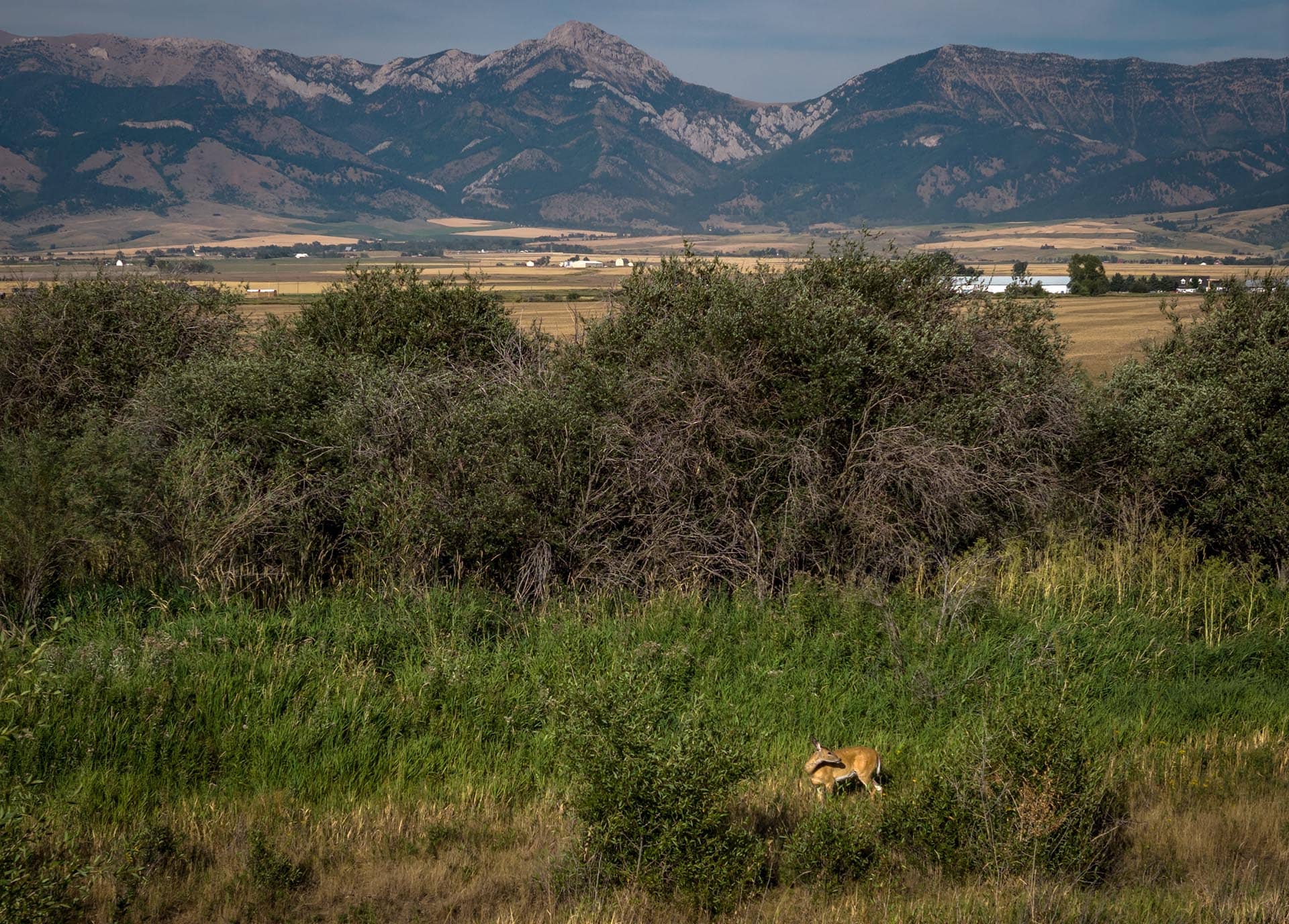 land with wildlife and mountain views montana east gallatin riverlands