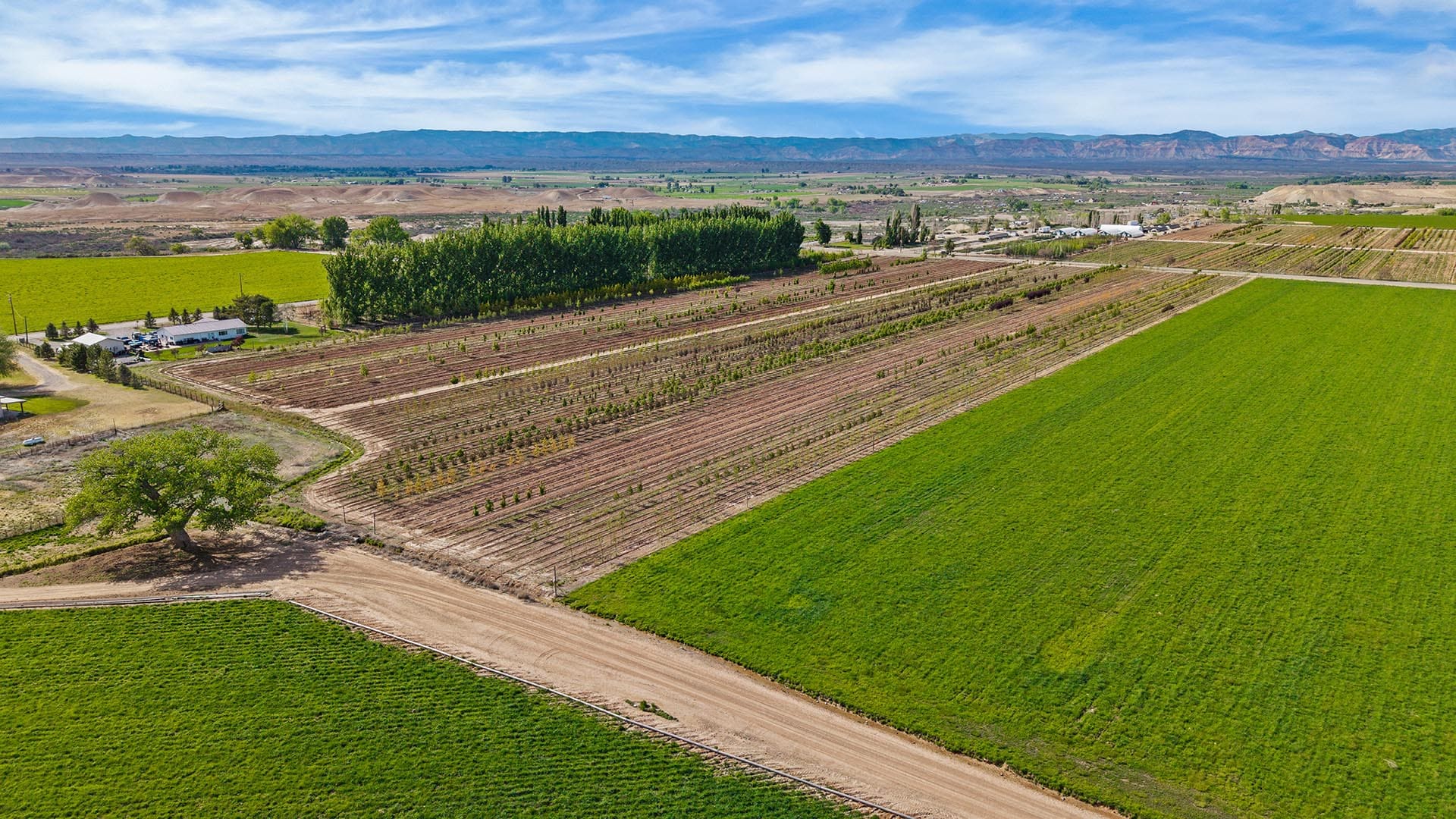 Aerial view of farm fields with rows of young trees and green pastures, mountains in the distance under a blue sky.