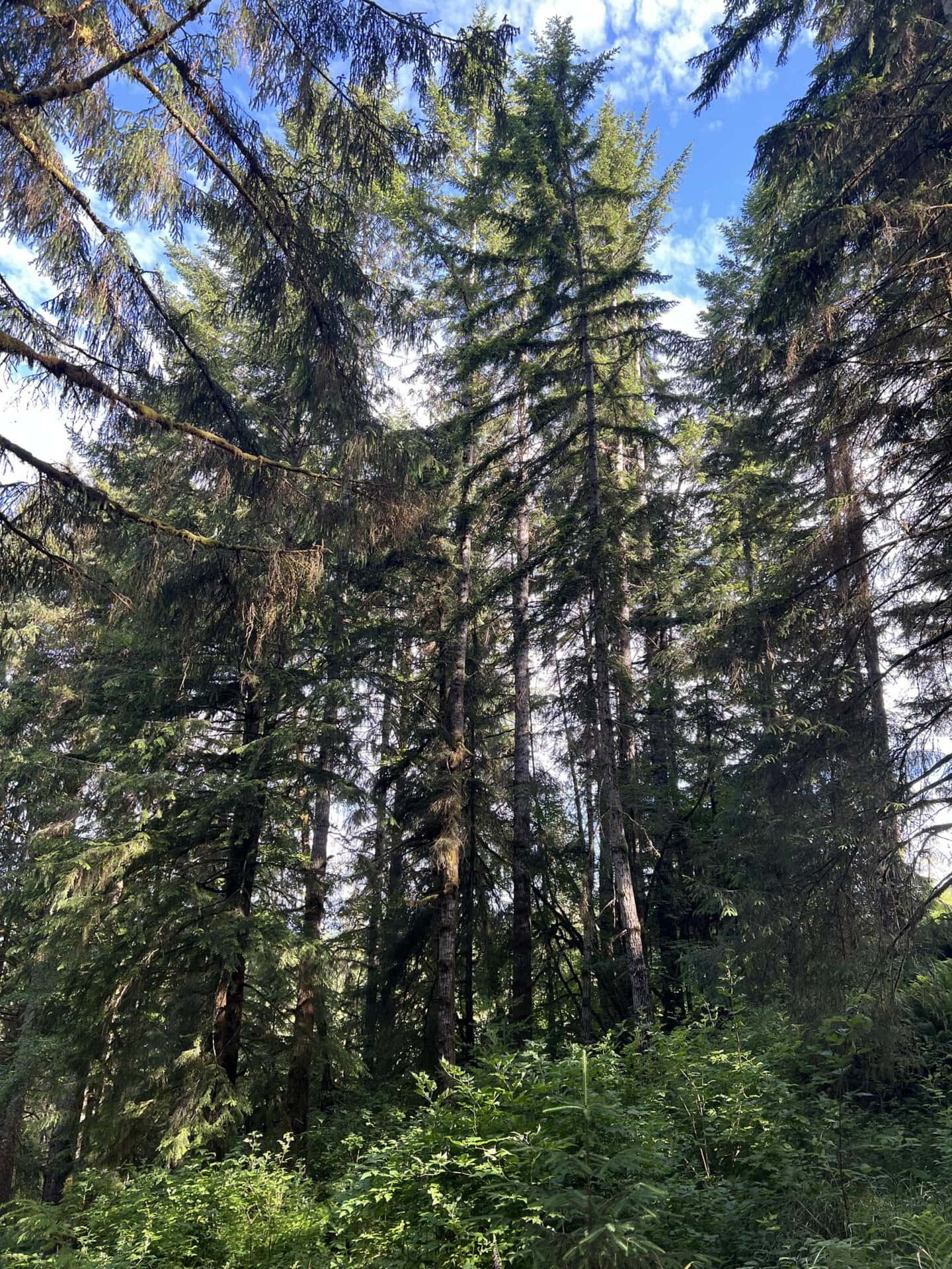 mature douglas fir forest investment washington tall timber on willapa ridge