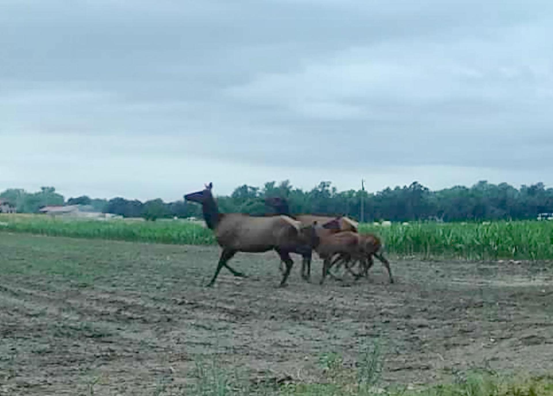 A brown horse leading a foal across a plowed field under a cloudy blue sky on a rural farm.