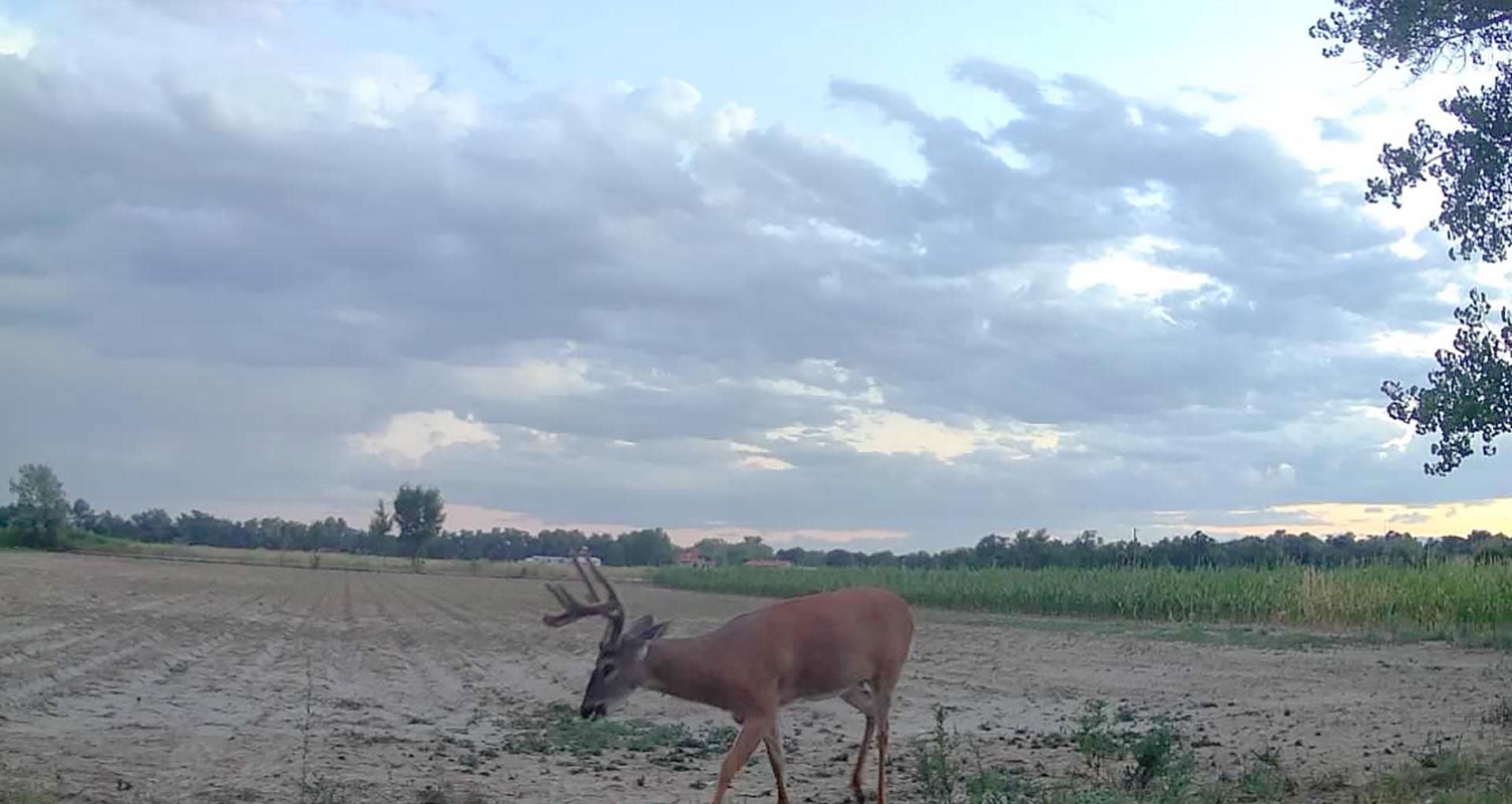 Deer grazing in a dry, plowed field under a cloudy sky with distant trees on the horizon.