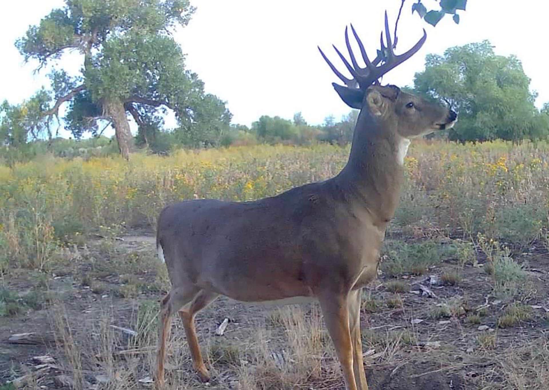 Male deer with large antlers standing in a grassy field with trees in the background.
