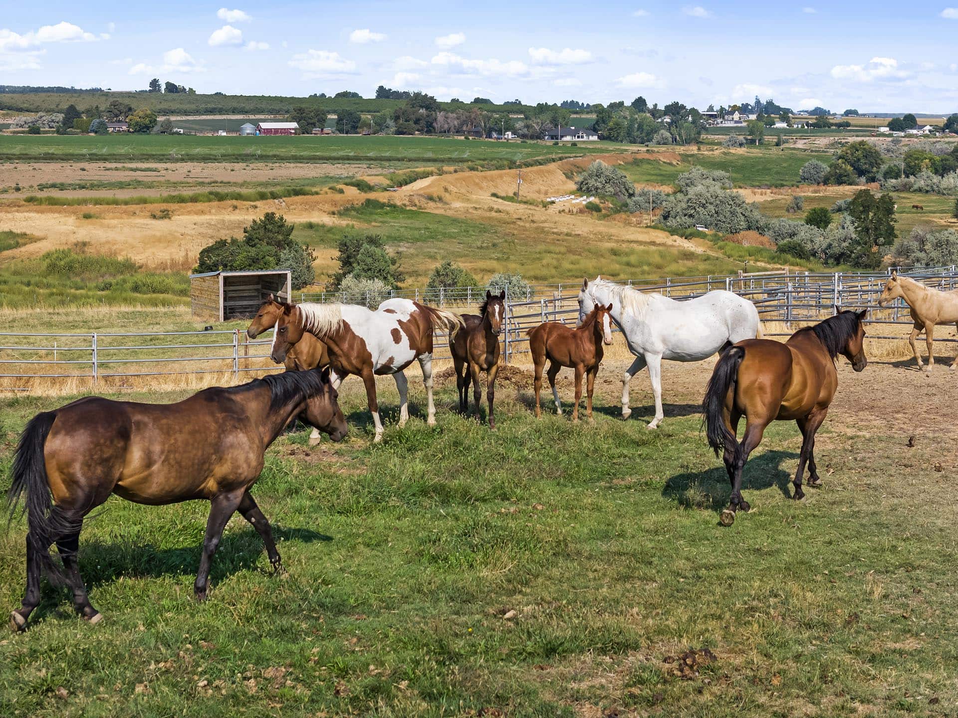 noble fencing horse property for sale idaho equestrian estate lot