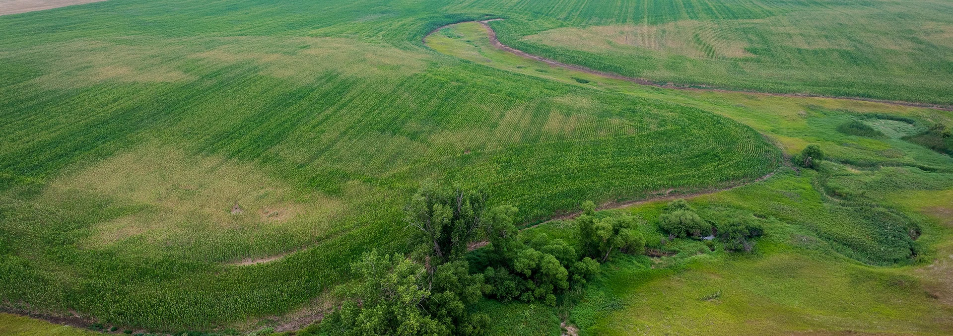 Aerial view of lush green farmland with a winding dirt road looping through fields and a cluster of trees at the bottom.