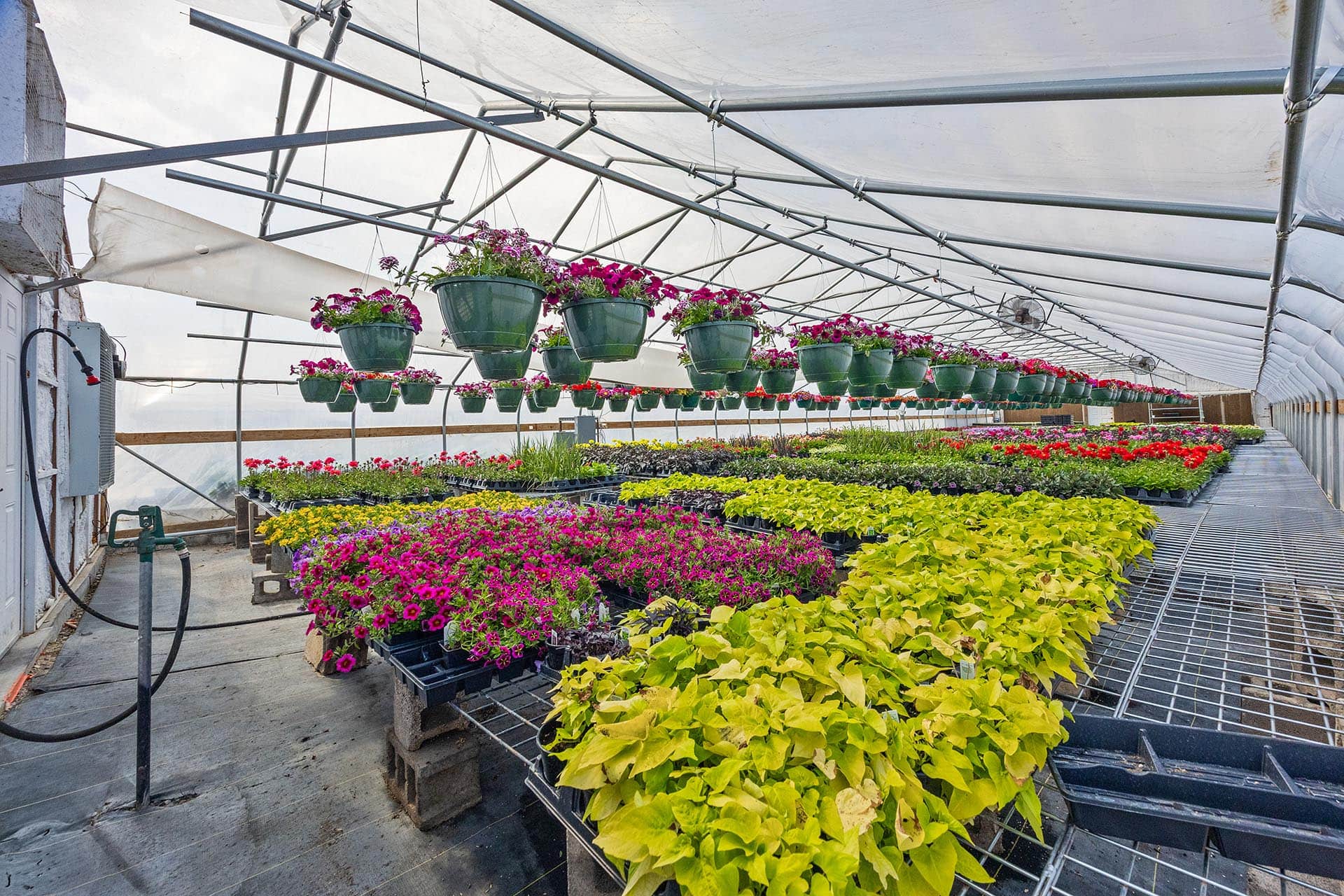Inside a greenhouse with metal framing and hanging green pots filled with pink flowers above rows of colorful plants on metal benches.