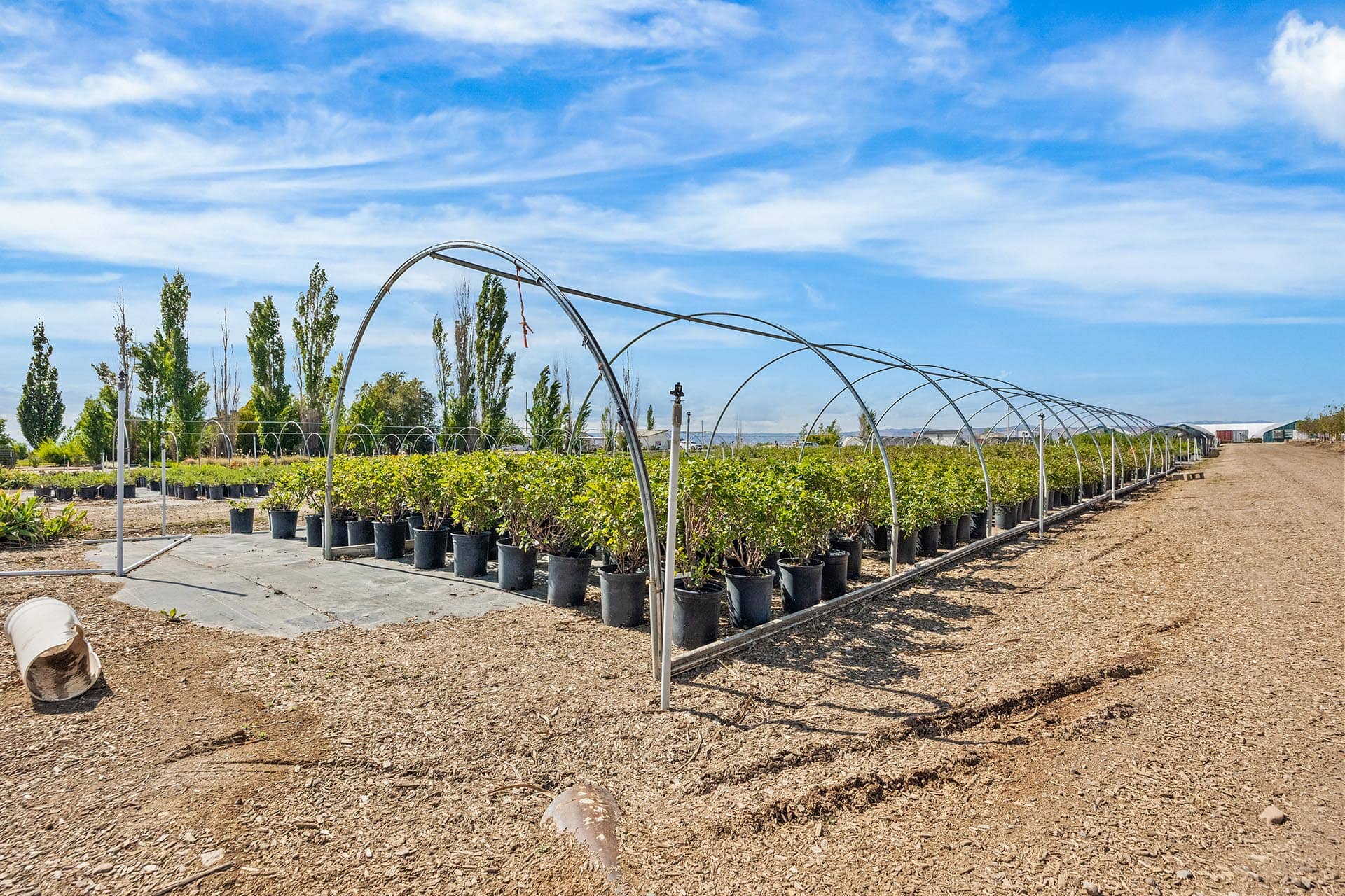 Wide view of a plant nursery with metal hoop arches covering rows of potted shrubs under a blue sky.