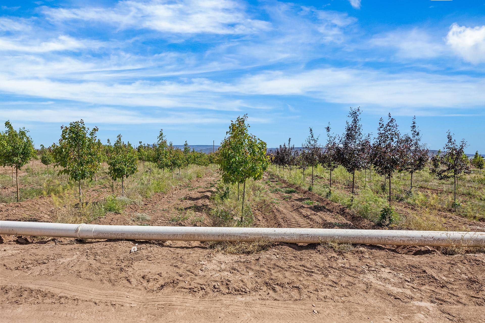 Rows of young trees in a dry field with a large white PVC pipe running along the ground in the foreground, under a bright blue sky with wispy clouds