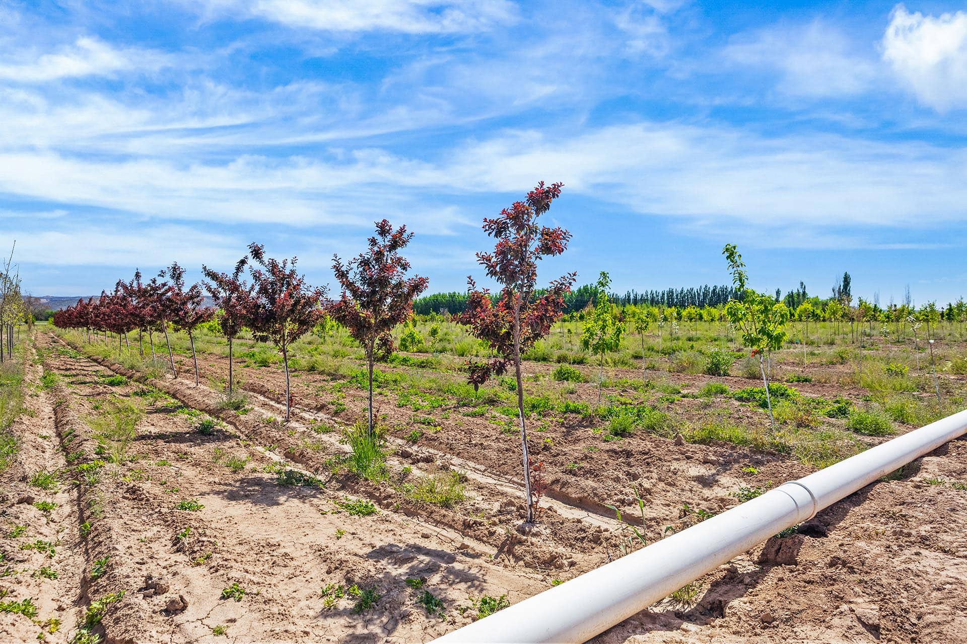 Rows of young trees in a dry field, with large white irrigation pipes in the foreground and a bright blue sky above.