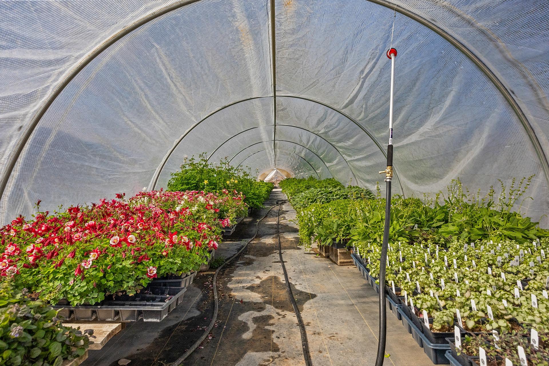 Inside a curved, transparent greenhouse with rows of flowering plants on benches and a central irrigation hose running down the aisle