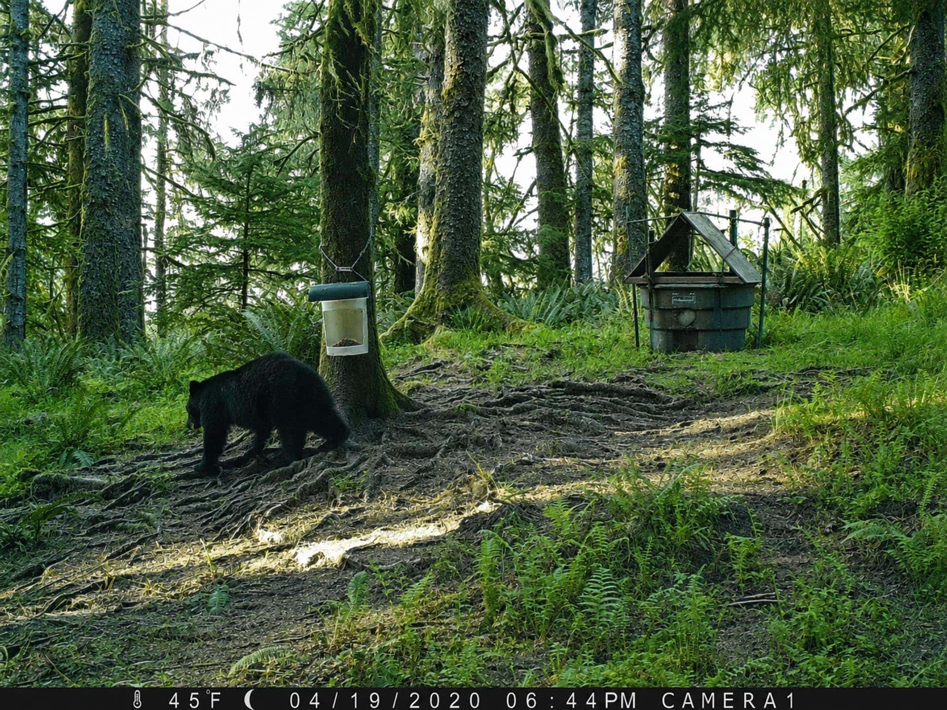 Black bear walking along a muddy forest path with tall trees and a hanging feeder nearby.