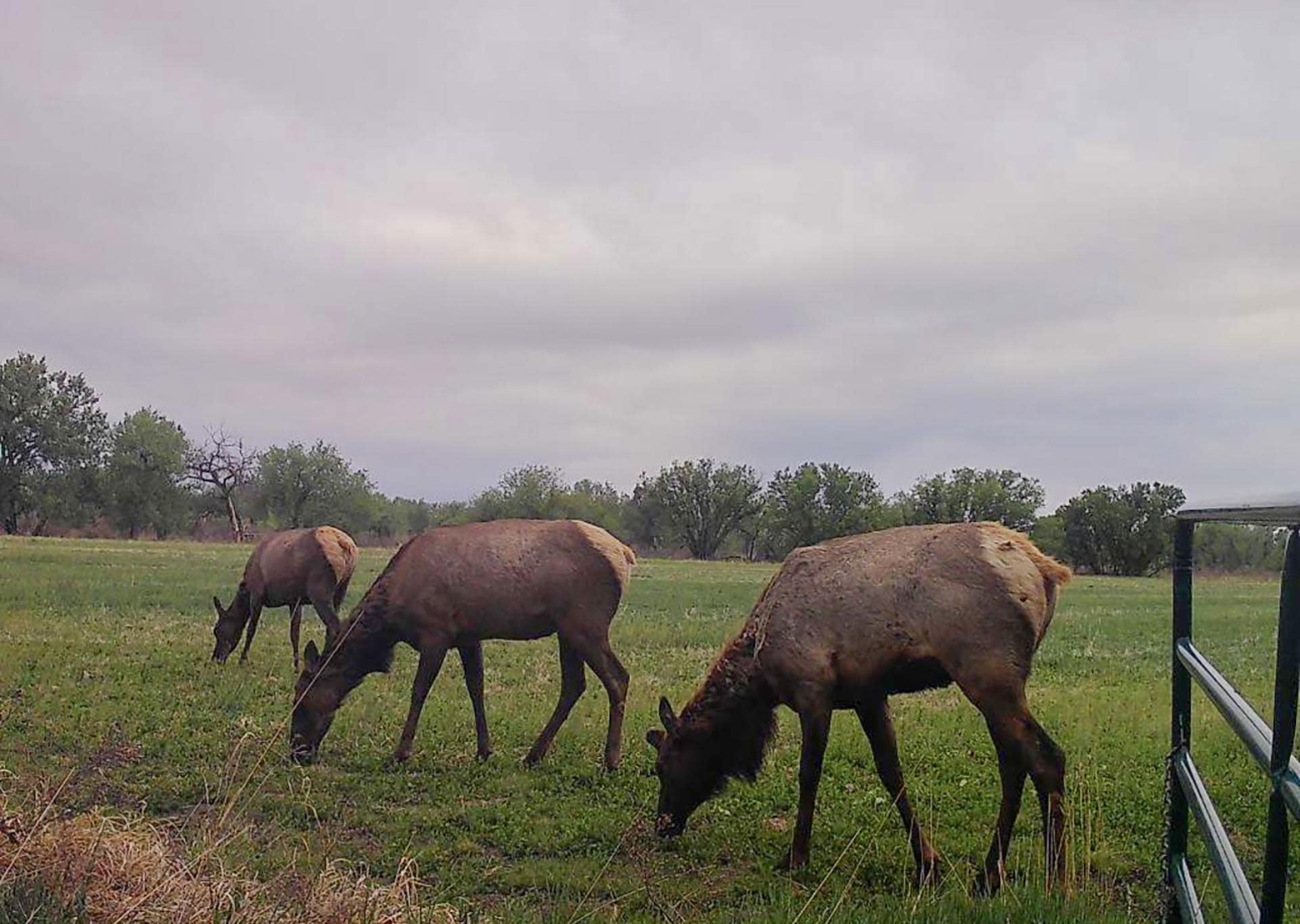 Three brown bison grazing in a grassy pasture under a cloudy sky with a fence on the right.