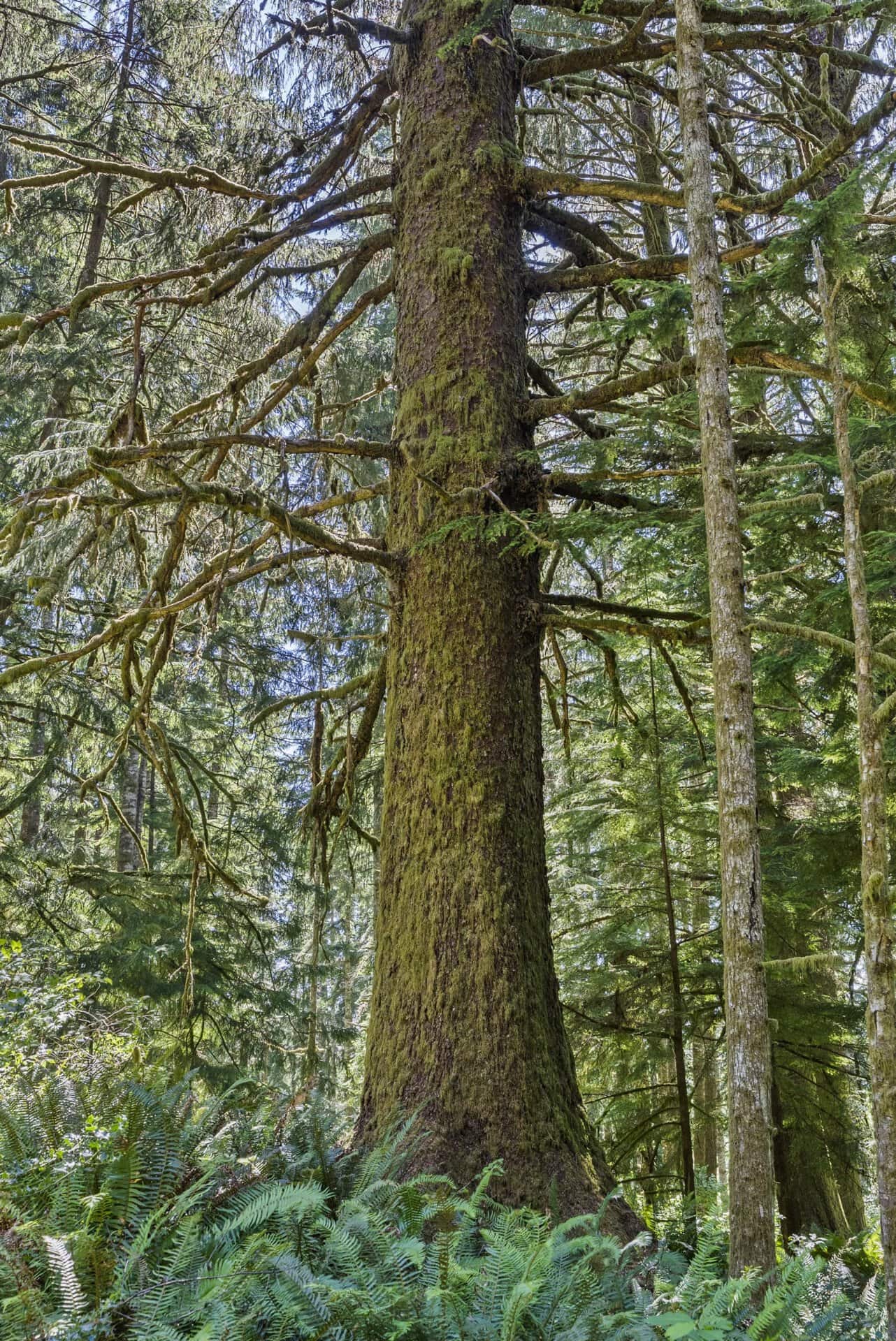 old-growth timber property for sale washington tall timber on willapa ridge