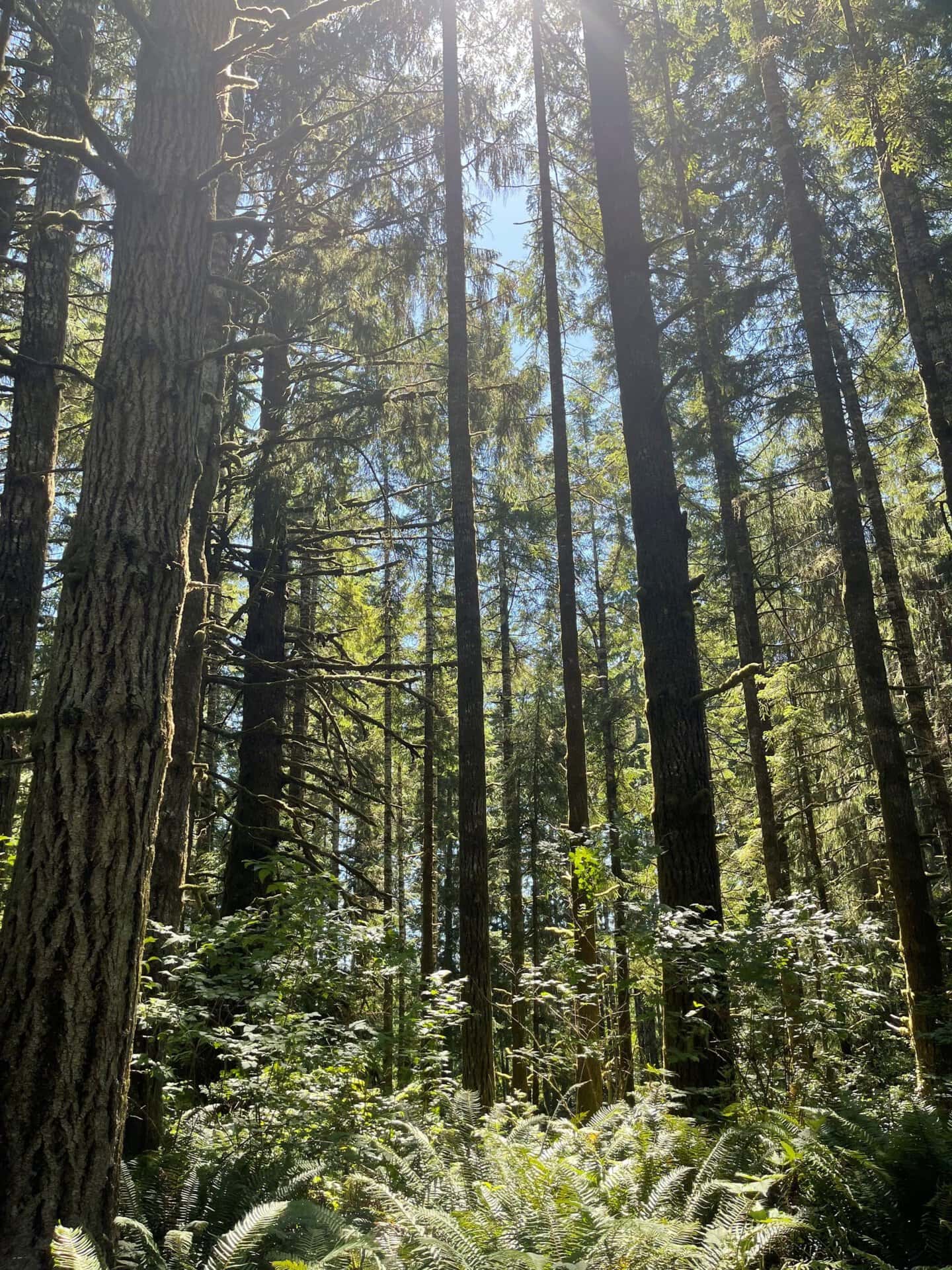 old growth trees washington tall timber at willapa ridge