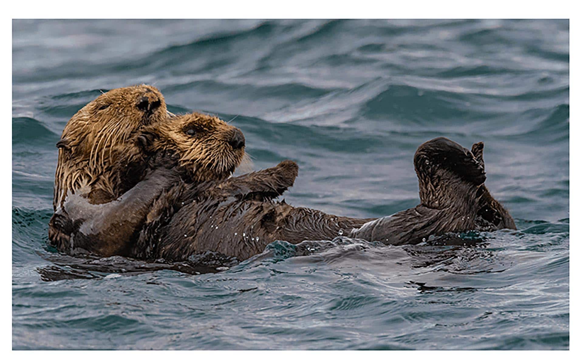 Two sea otters floating together on the ocean, their brown fur wet and glossy.