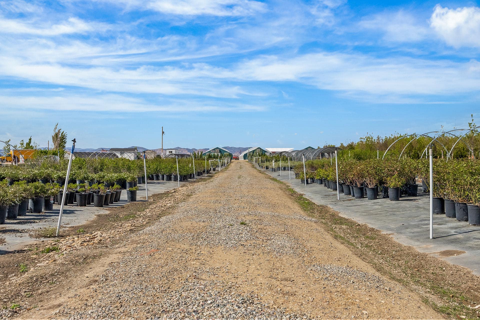 Wide view of a plant nursery with rows of potted shrubs along a central gravel road and greenhouses in the distance.