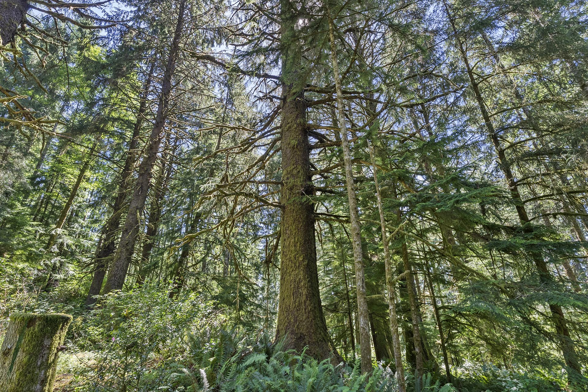 Dense evergreen forest with tall trunks and mossy branches, sunlit canopy and fern-covered undergrowth on the forest floor.