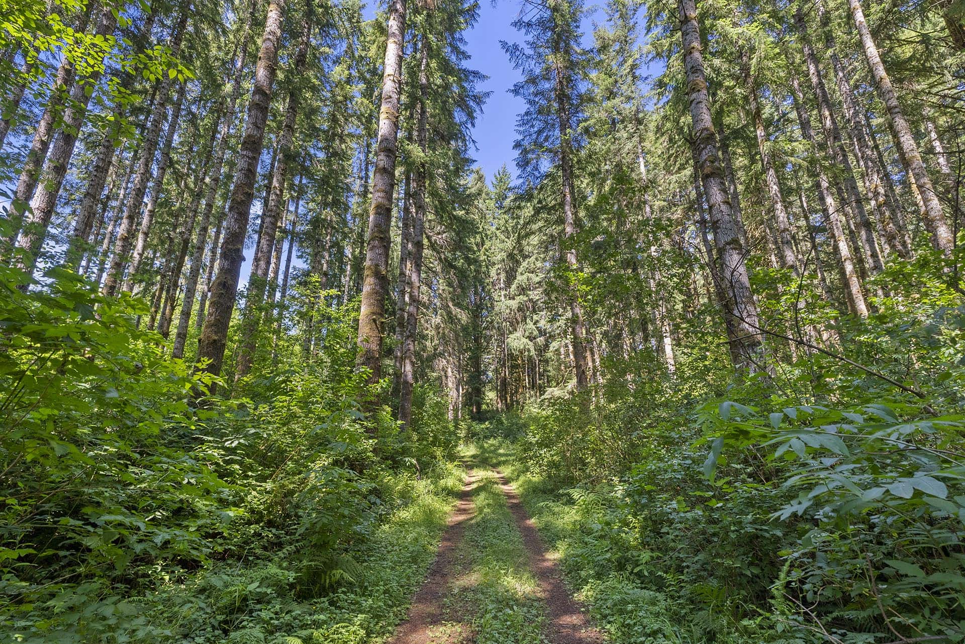 pacific northwest timber investment washington tall timber on willapa ridge
