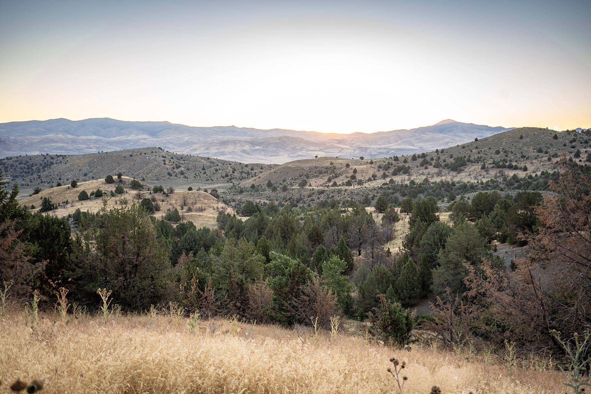 panoramic timbered hills hunting sporting for sale oregon powell creek ranch