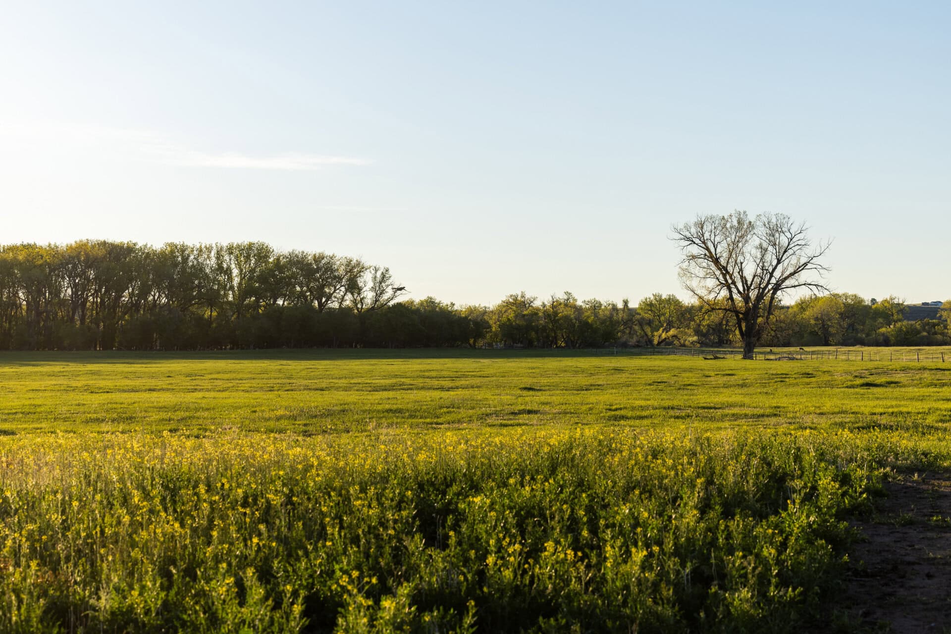 Sunny rural field with yellow wildflowers, green grass, and a line of trees on the horizon.