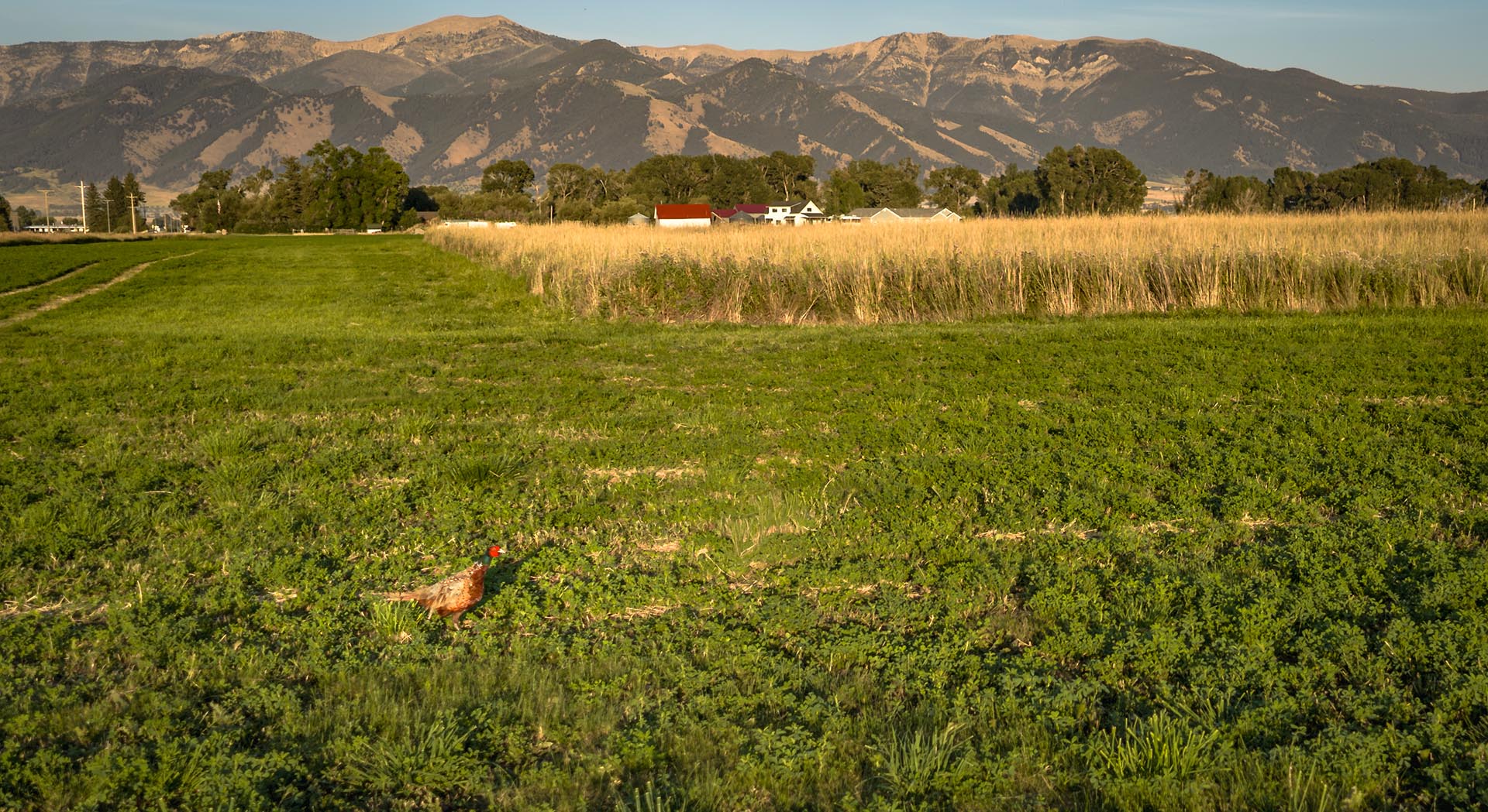 pheasant hunting land for sale montana penwell preserve