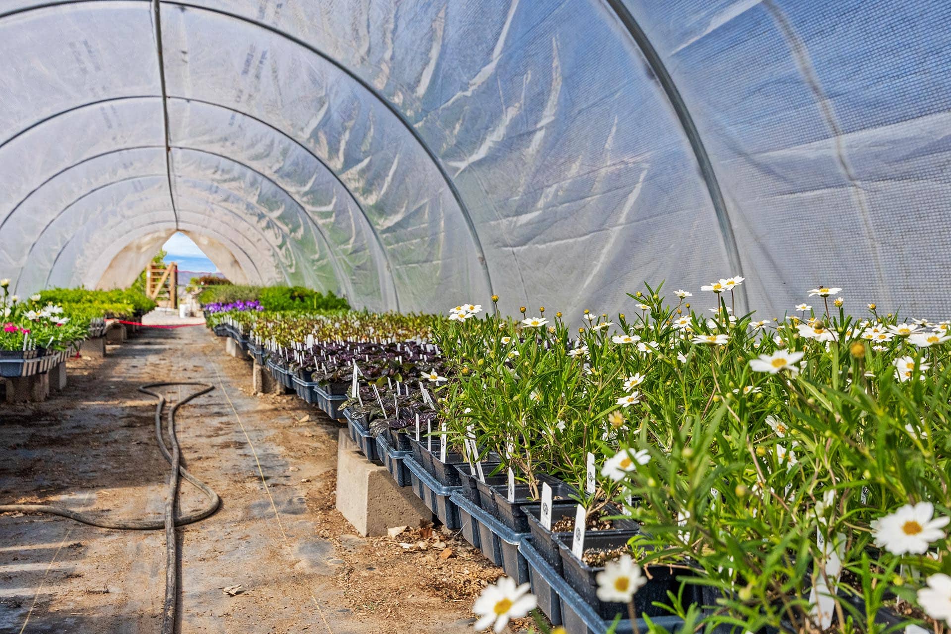 Rows of potted white daisies in a transparent greenhouse tunnel with a dirt path down the center.
