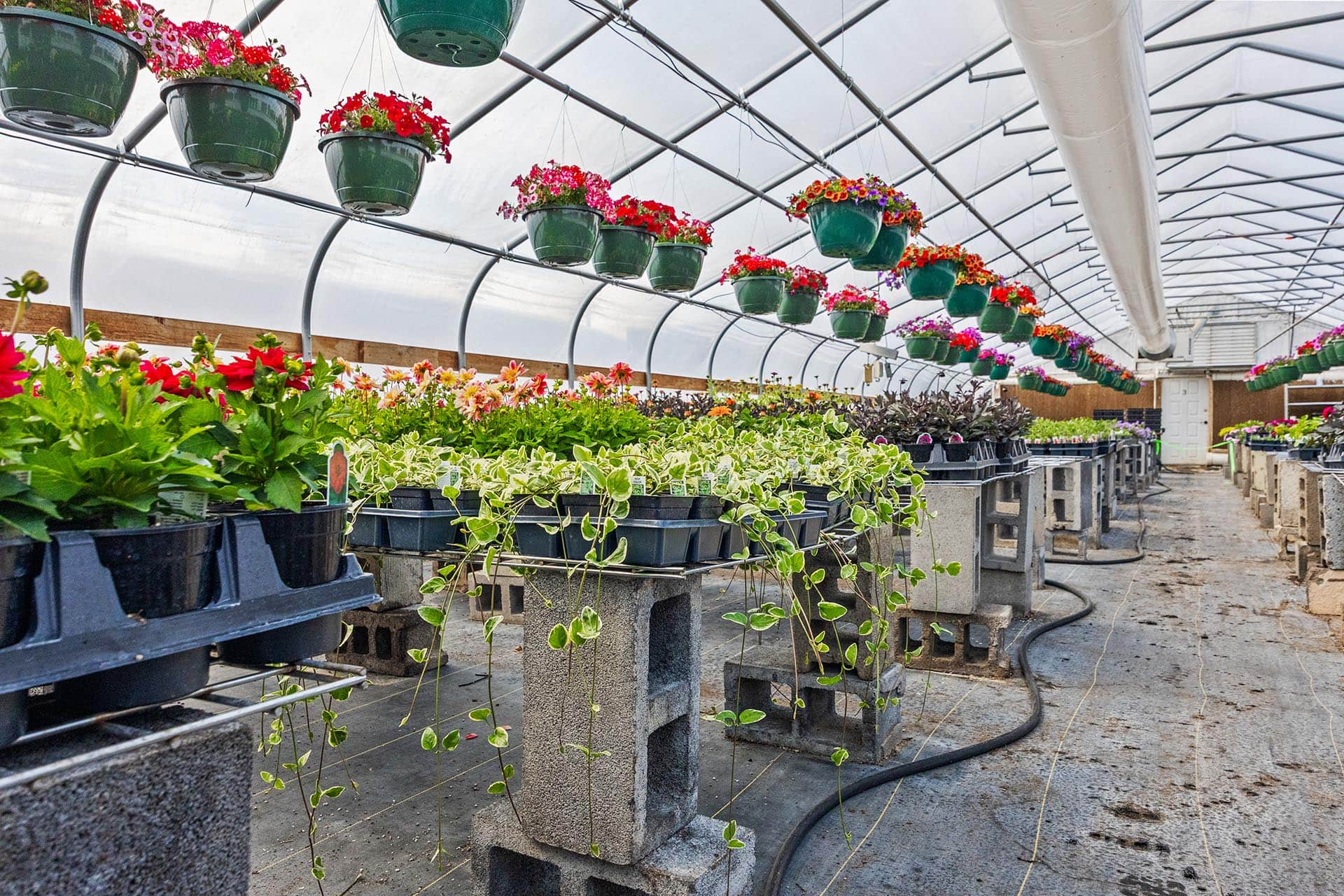 Greenhouse interior with hanging planters of red flowers and rows of potted plants on concrete blocks.