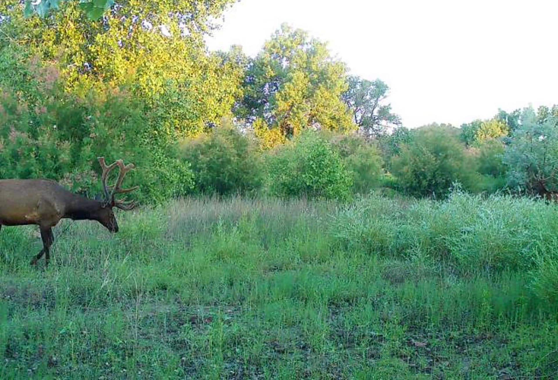 Male elk with antlers walking through a grassy meadow with trees in the background.