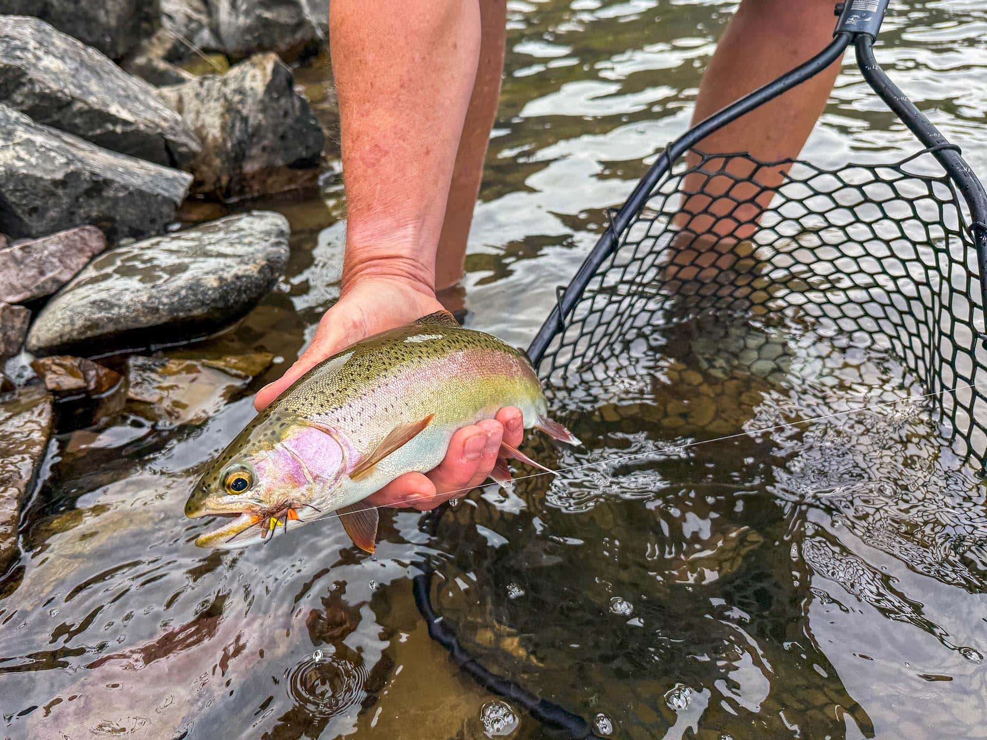 rainbow on a fly montana rock clark ranch