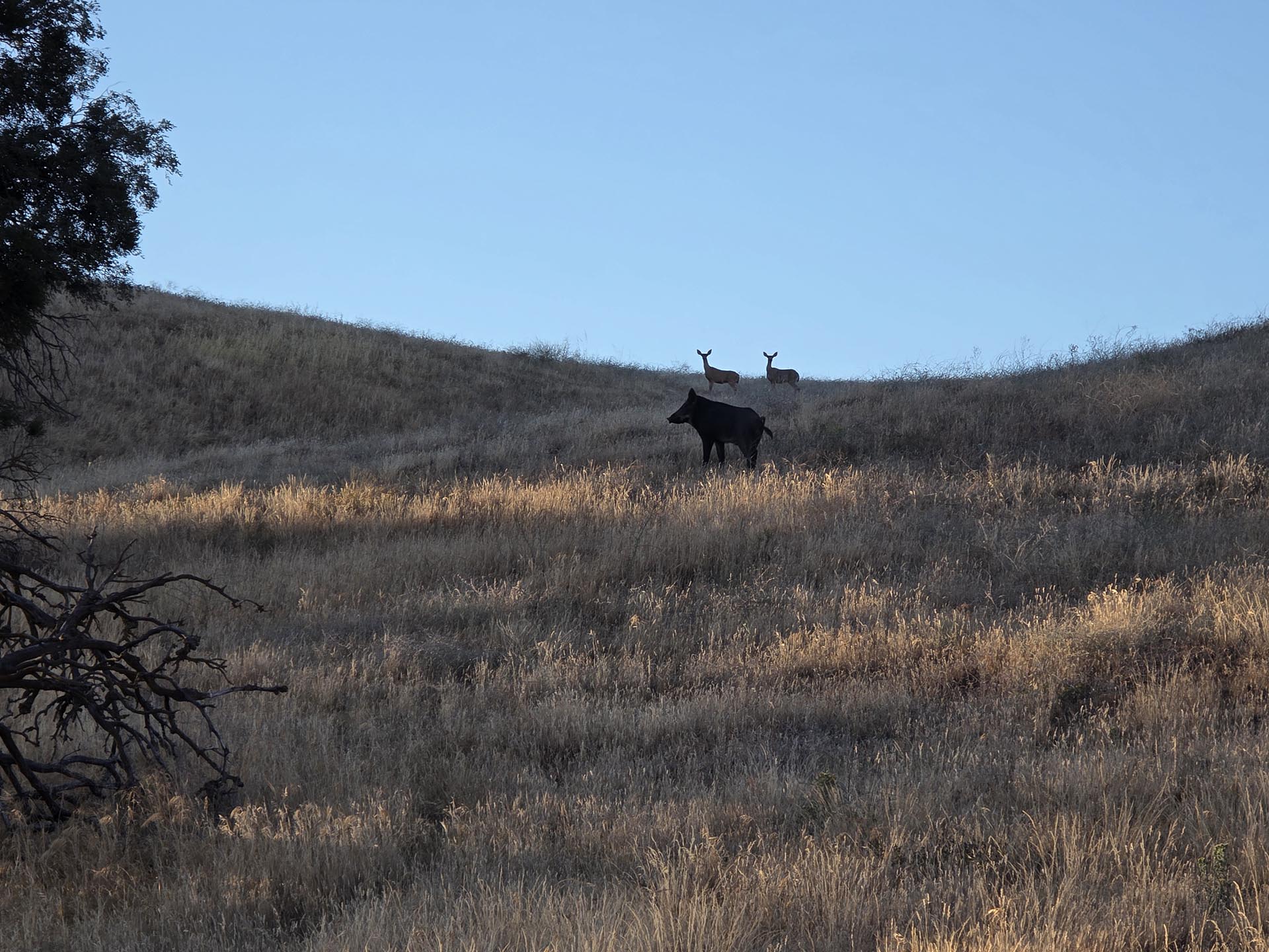 ranch with wild pigs and deer california gorman post ranch